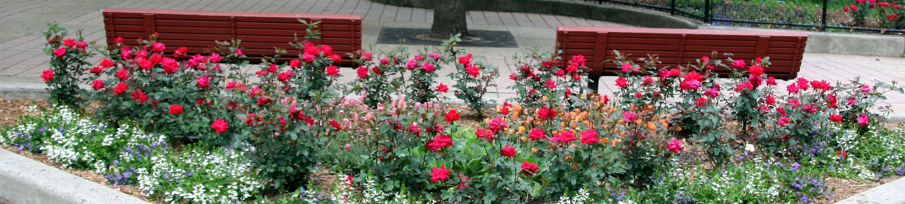Corner Garden - Roses