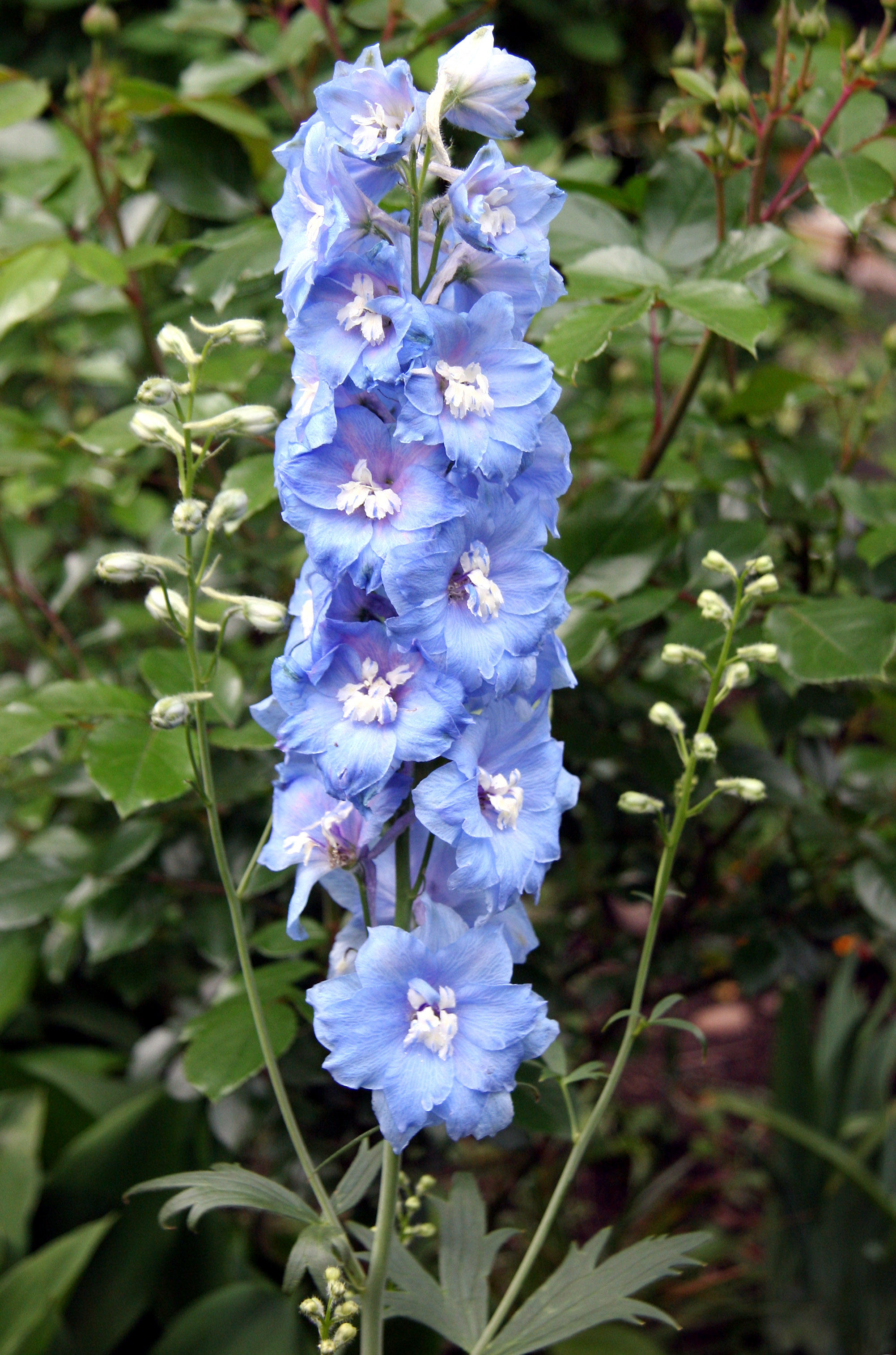 Delphinium
