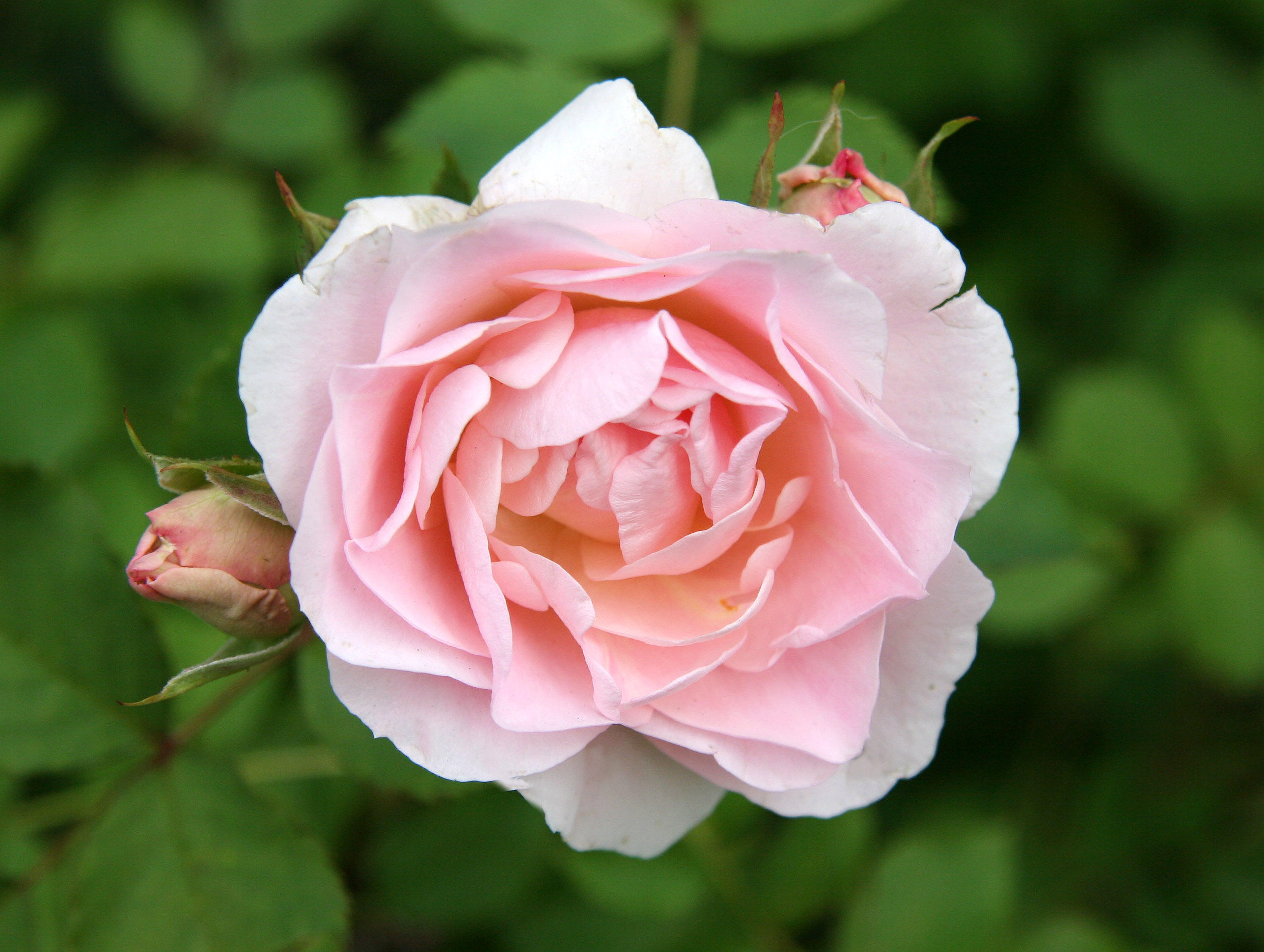 Morden Blush Rose