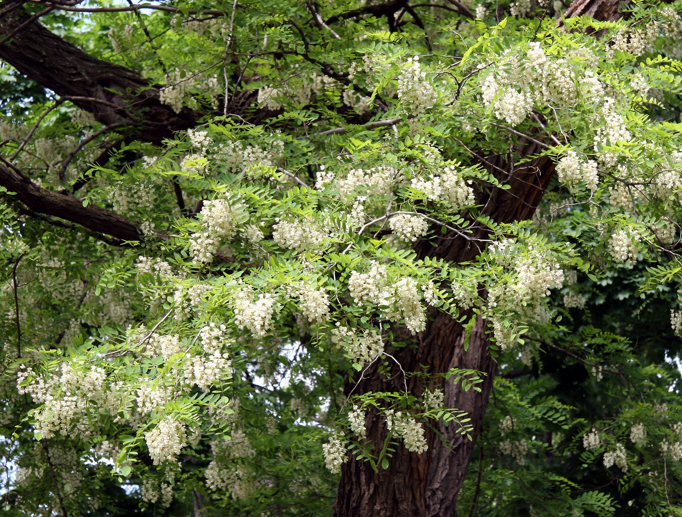 Locust Tree Blossoms