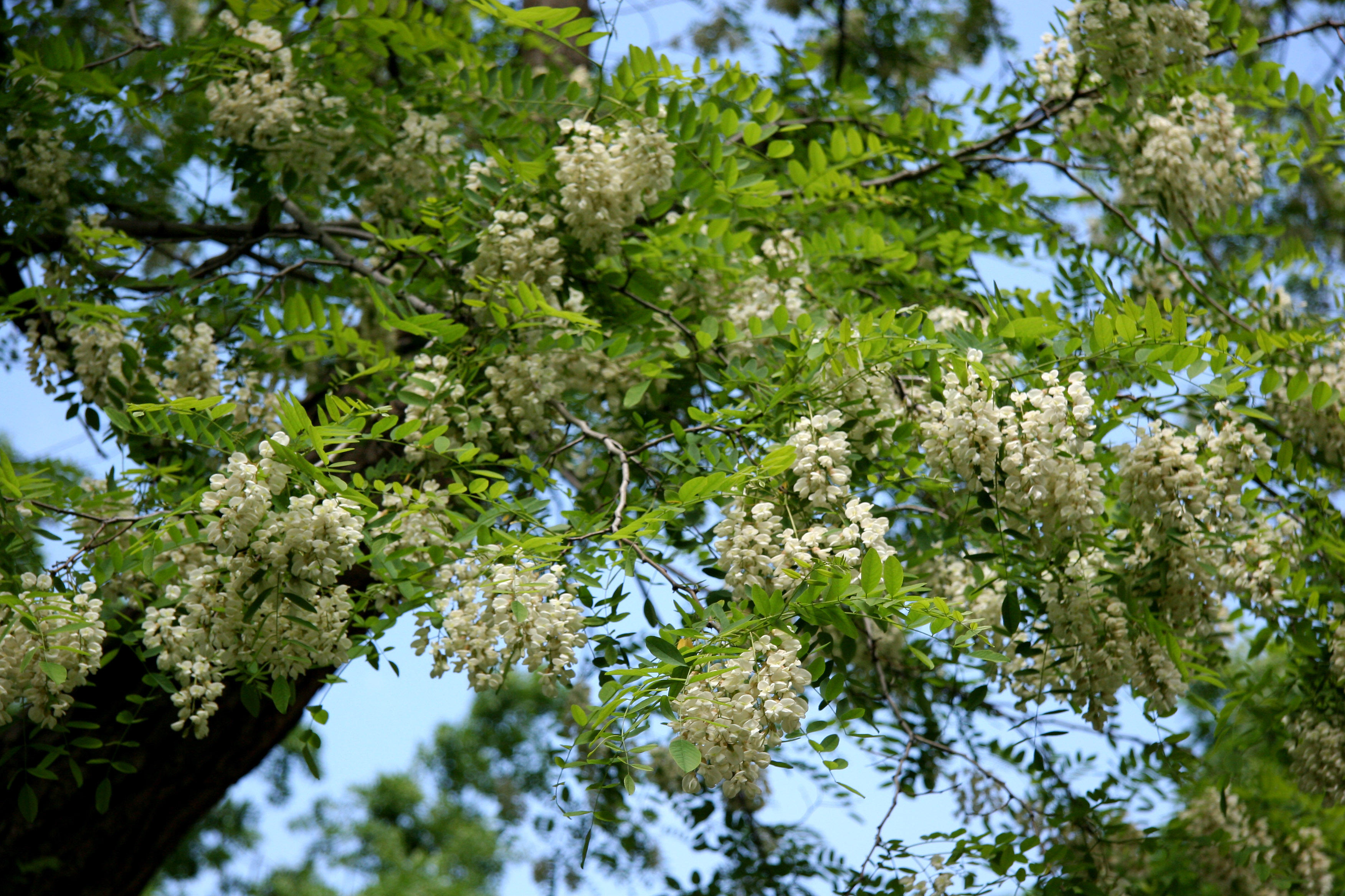 Locust Tree Blossoms
