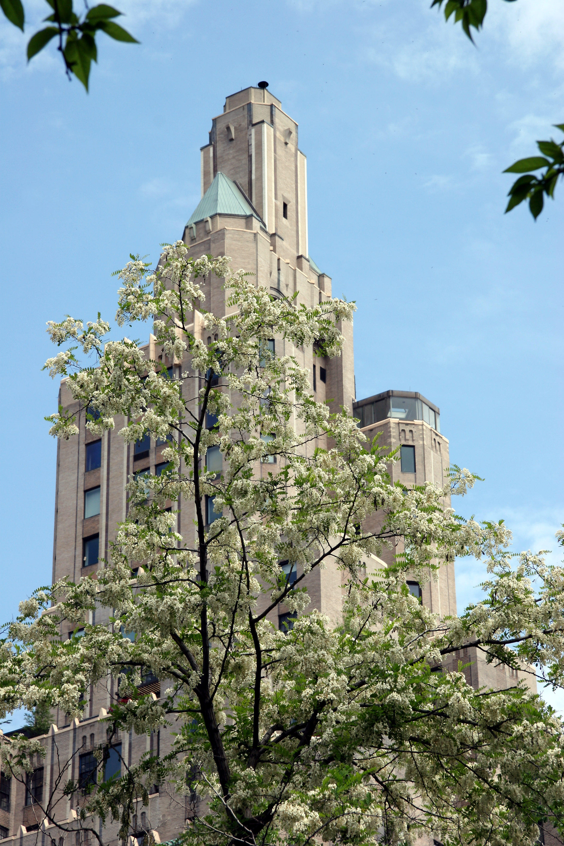 Locust Tree Blossoms & One Fifth Avenue Residence