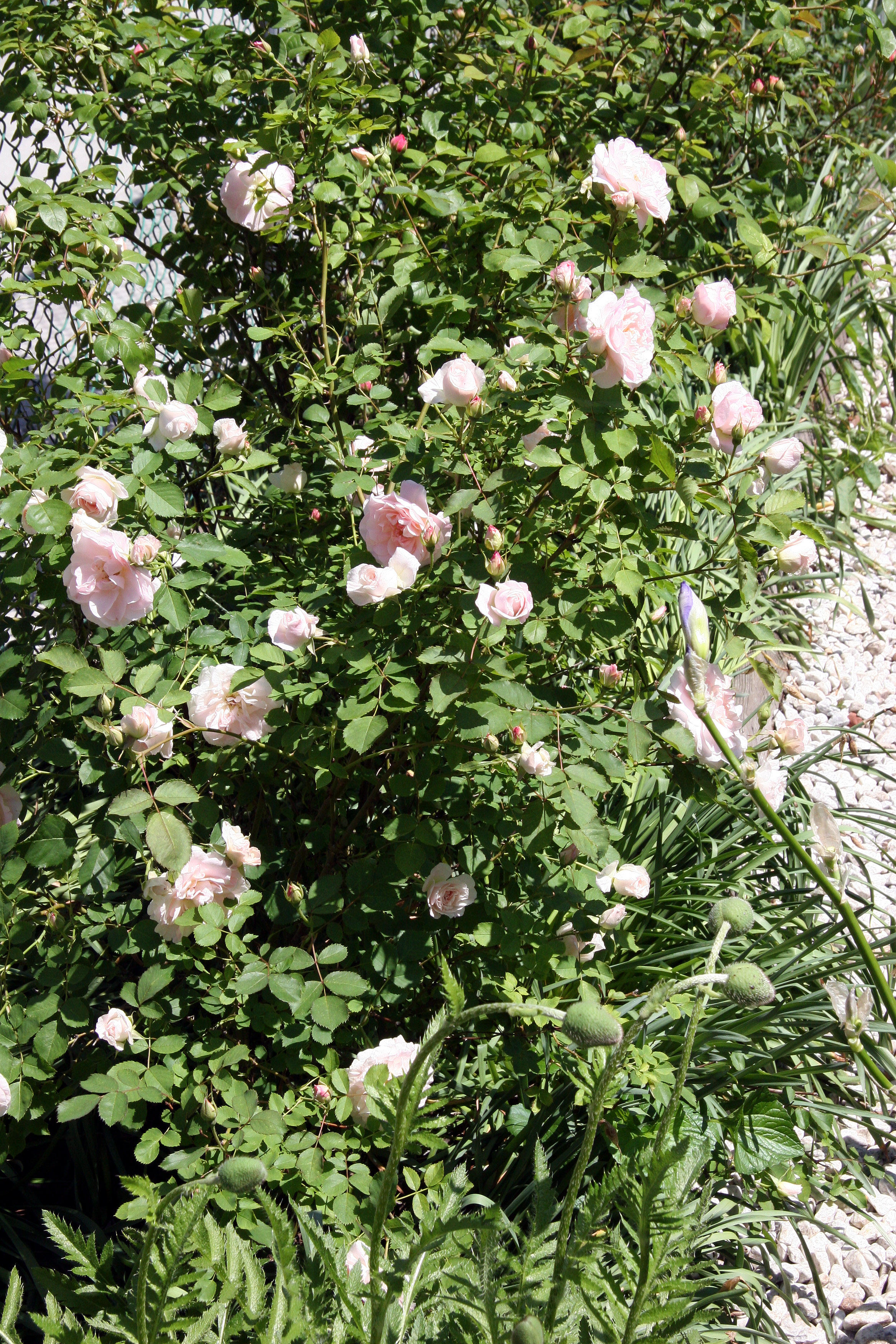 Morden Blush & Eglantyne Rose Bushs