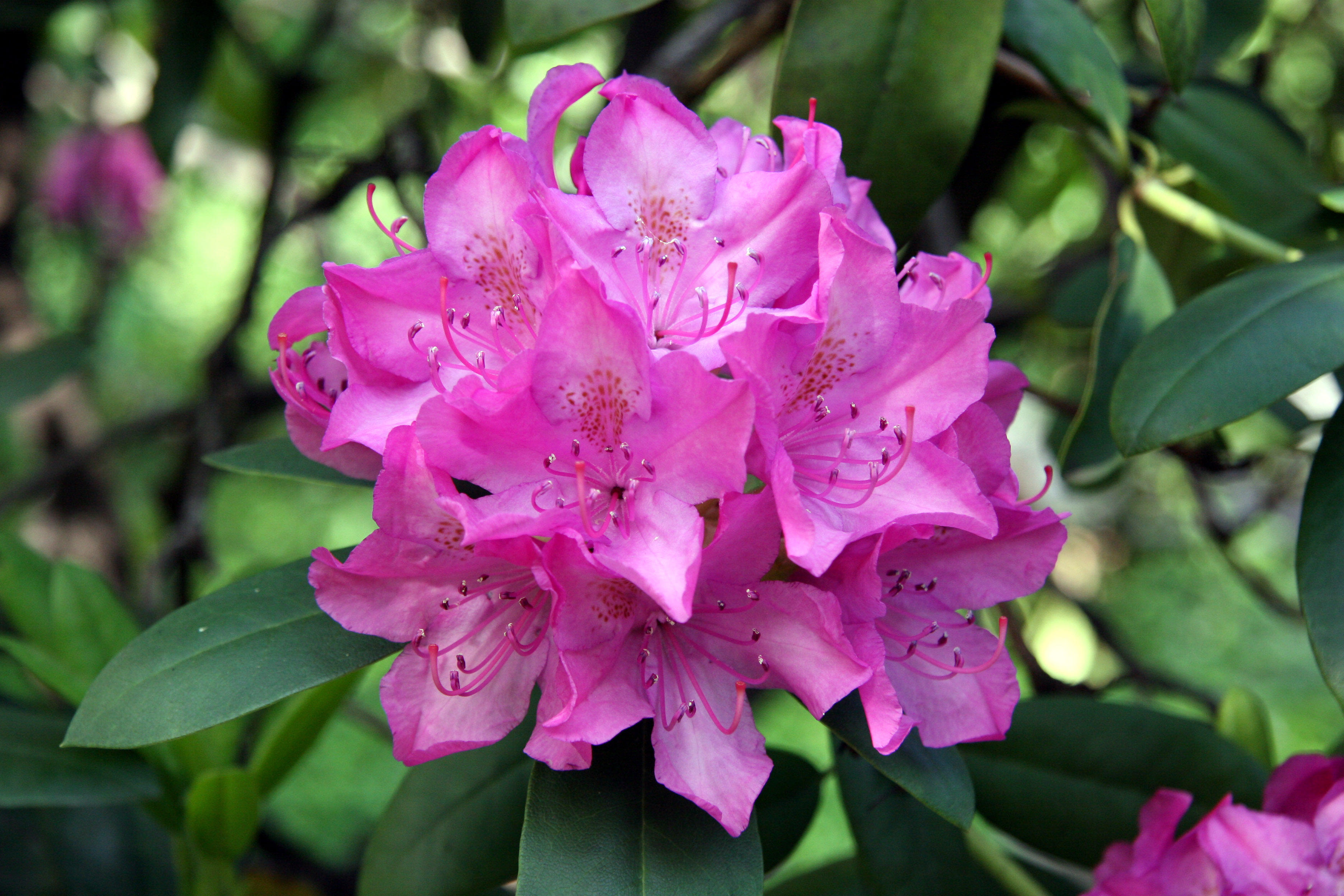 Rhododendron