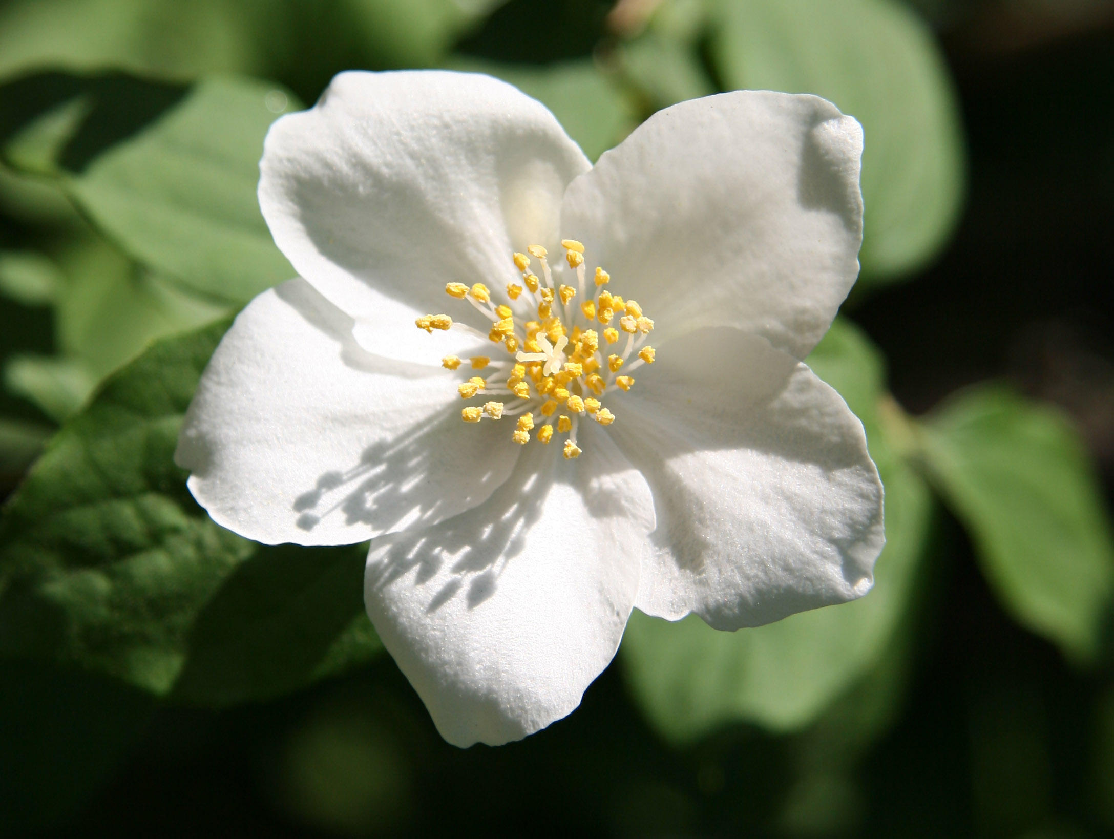 Mock Orange Blossom