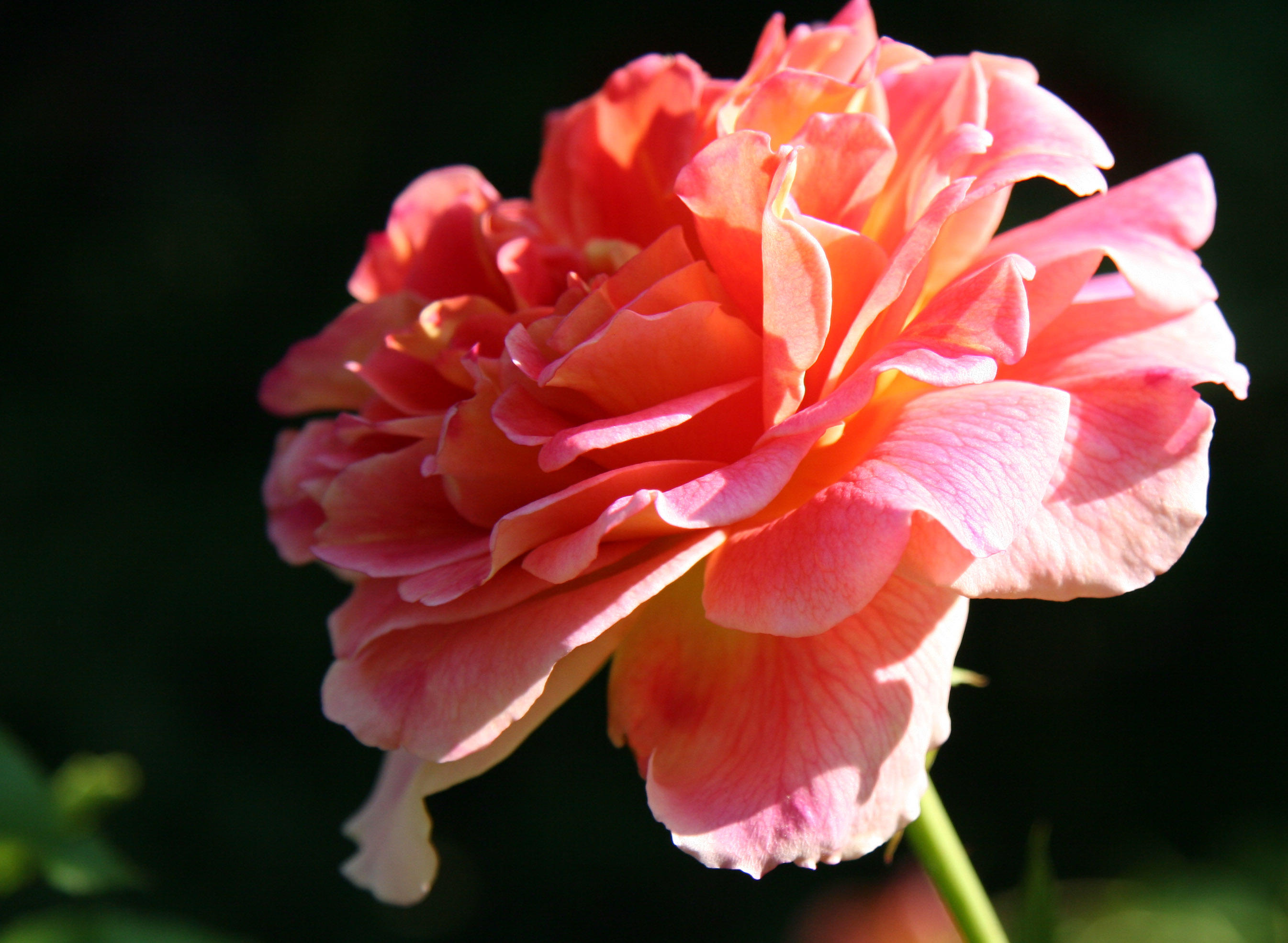 Peach Pink Rose