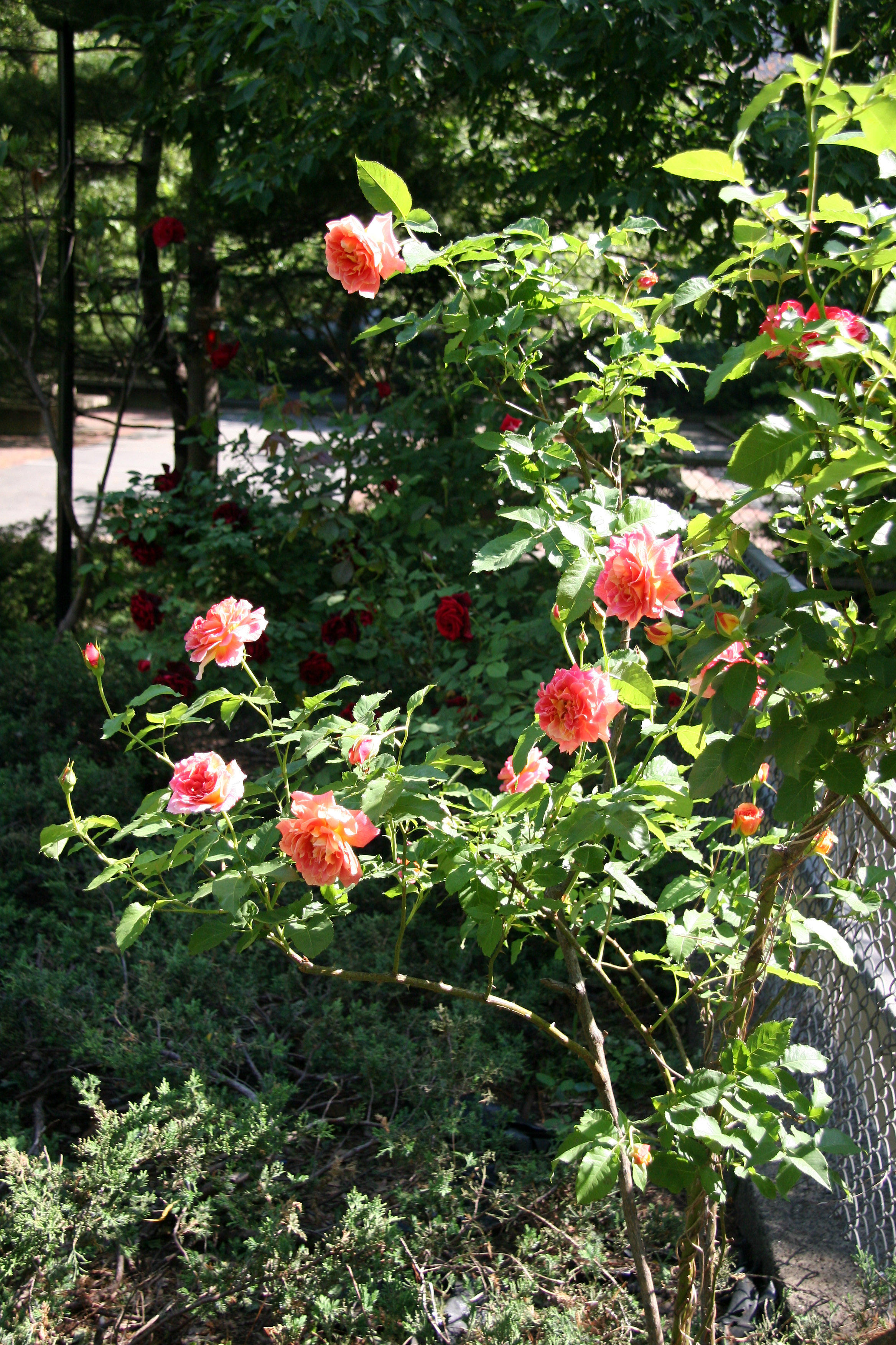 Peach Pink Rose Bush