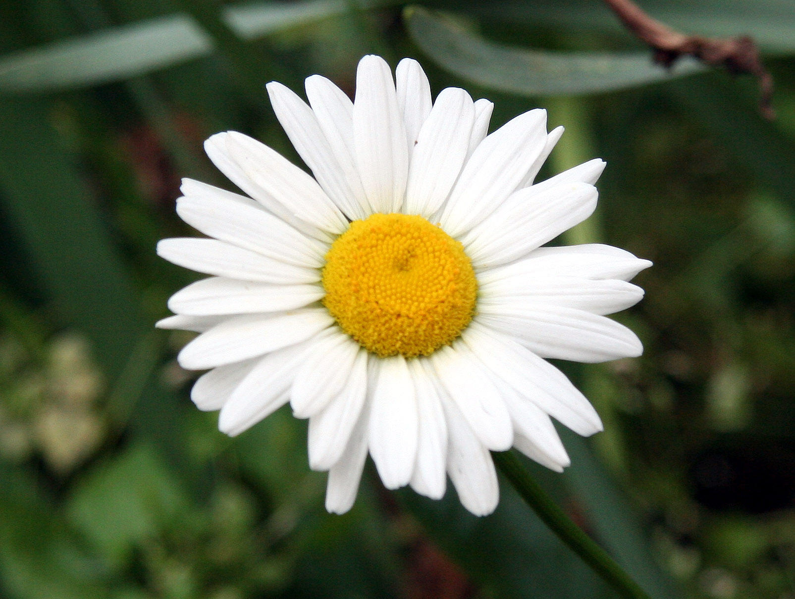 Daisy