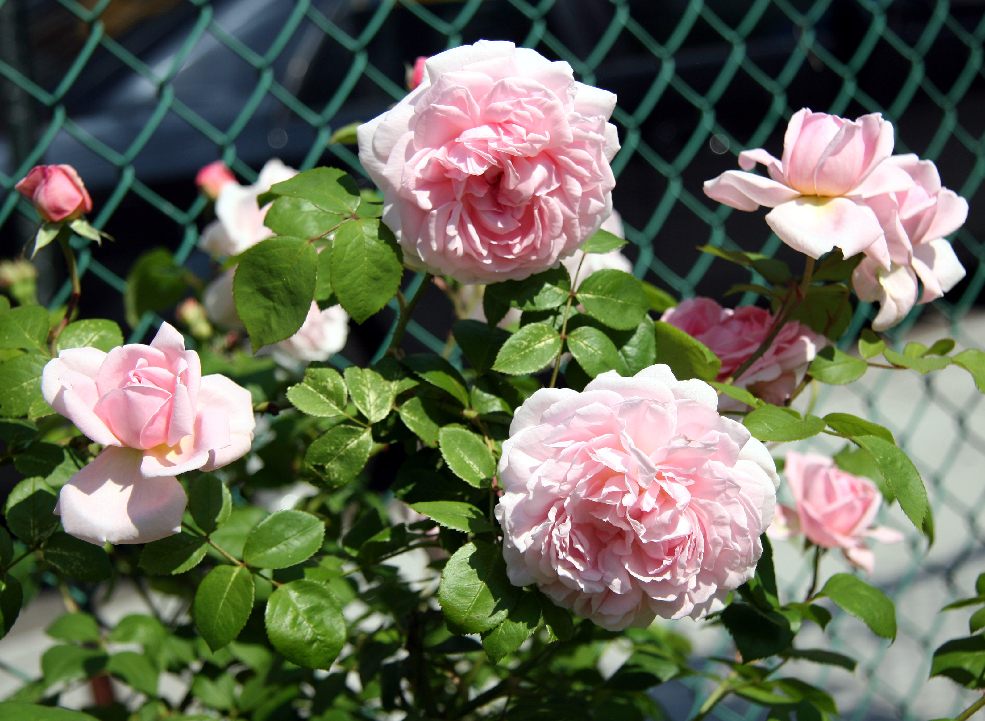 Eglantyne Roses