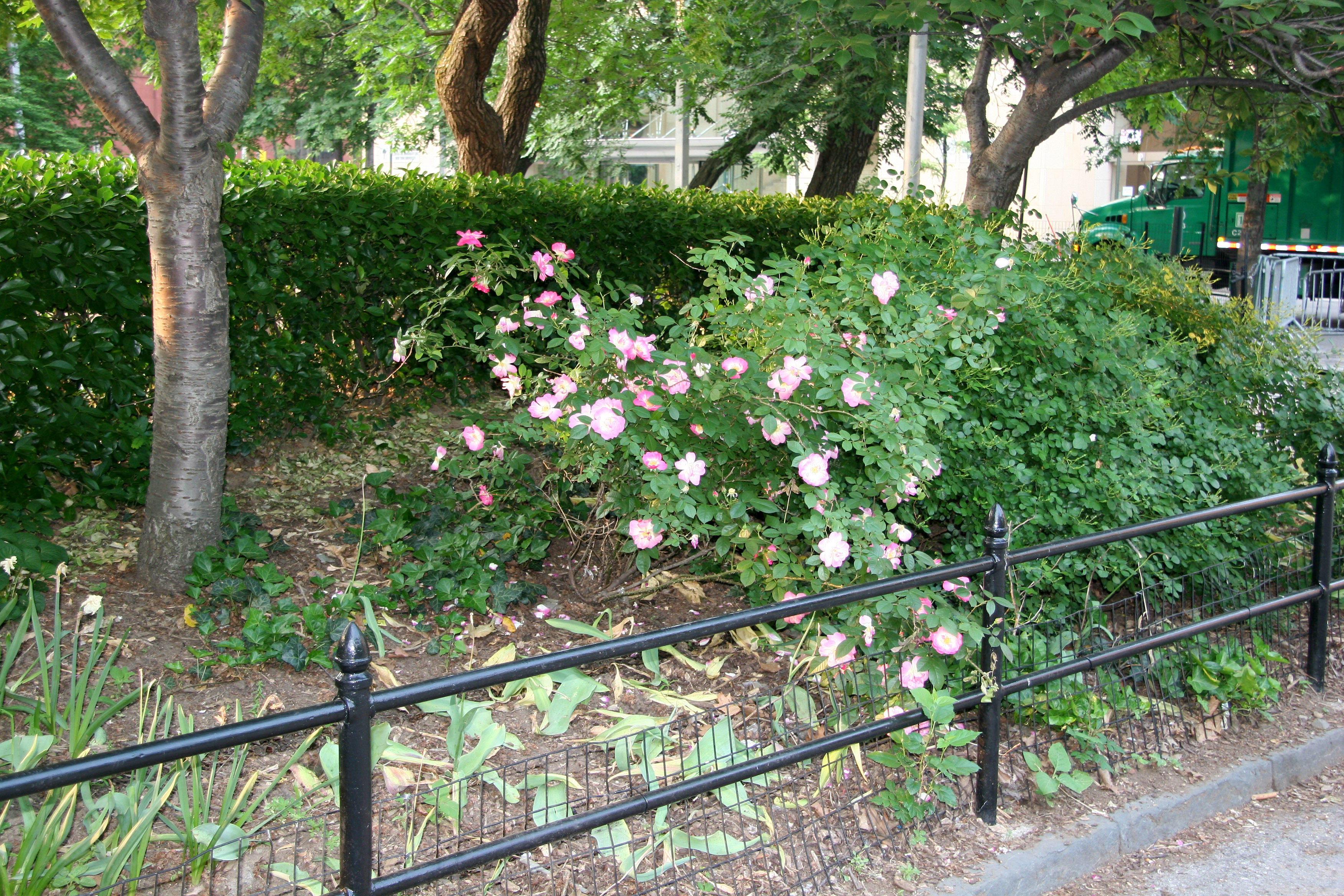 Pink Rose Bush