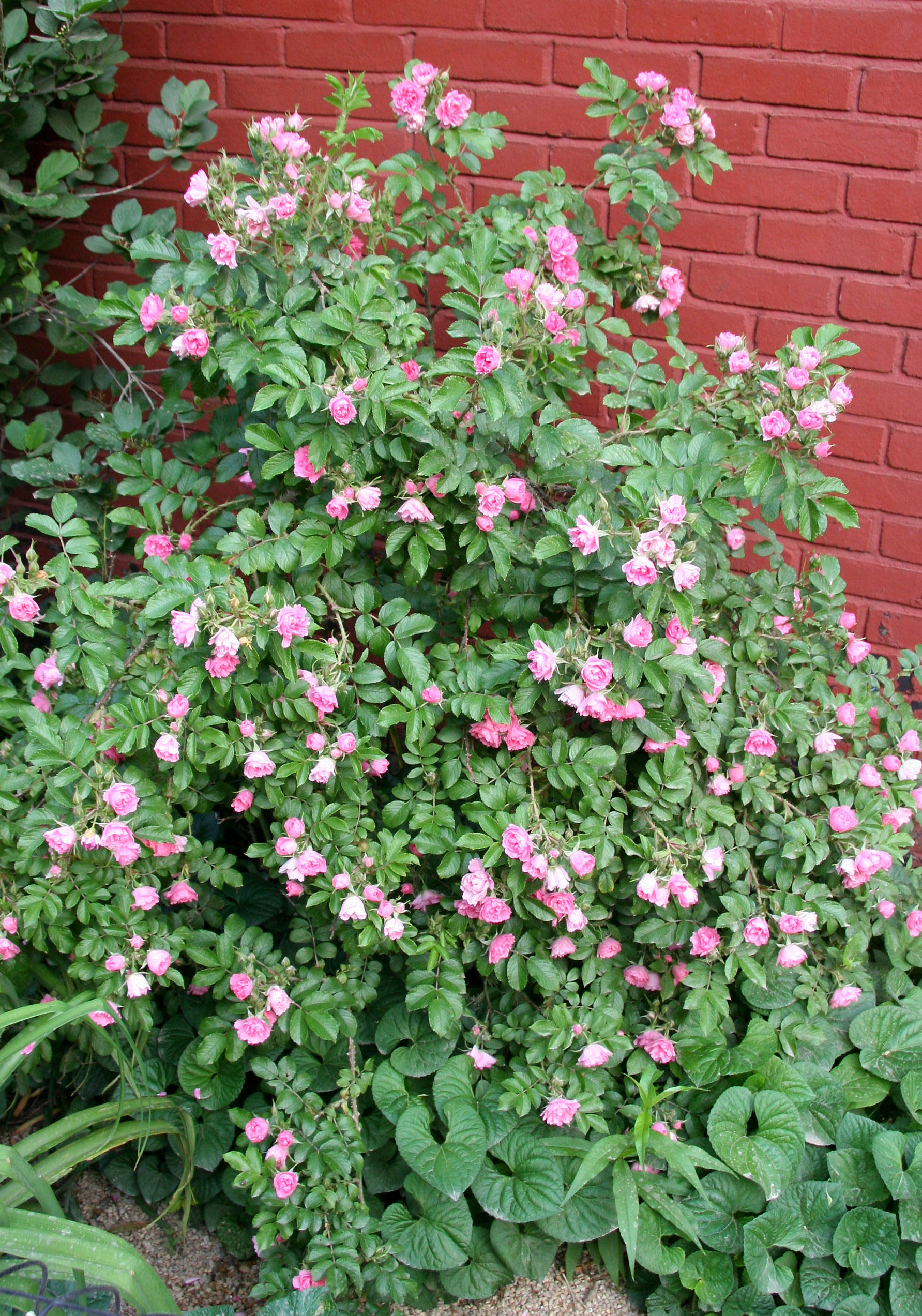 Rose Bush by the Dog Run