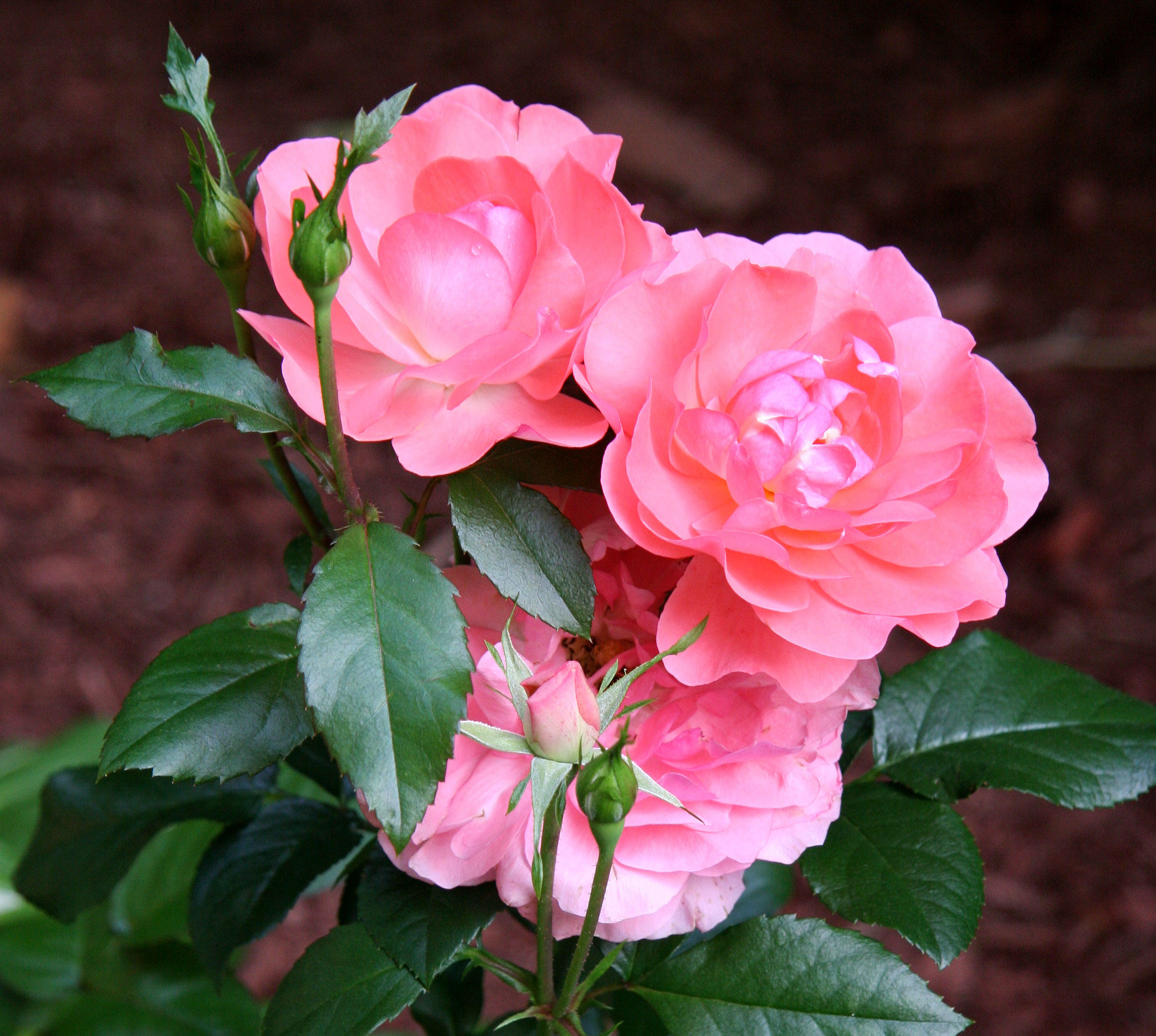 Roses