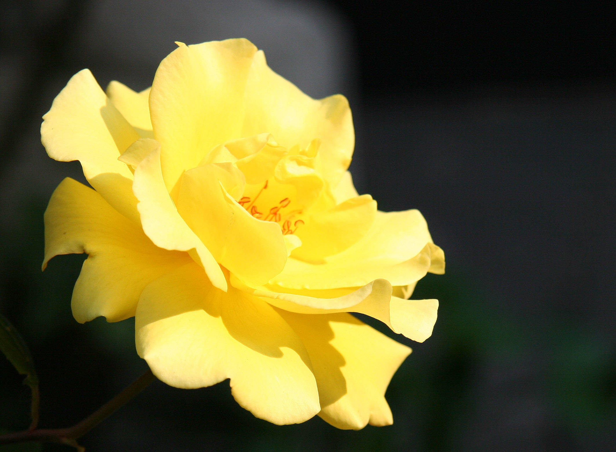 Saint Marks Churchyard - Yellow Rose