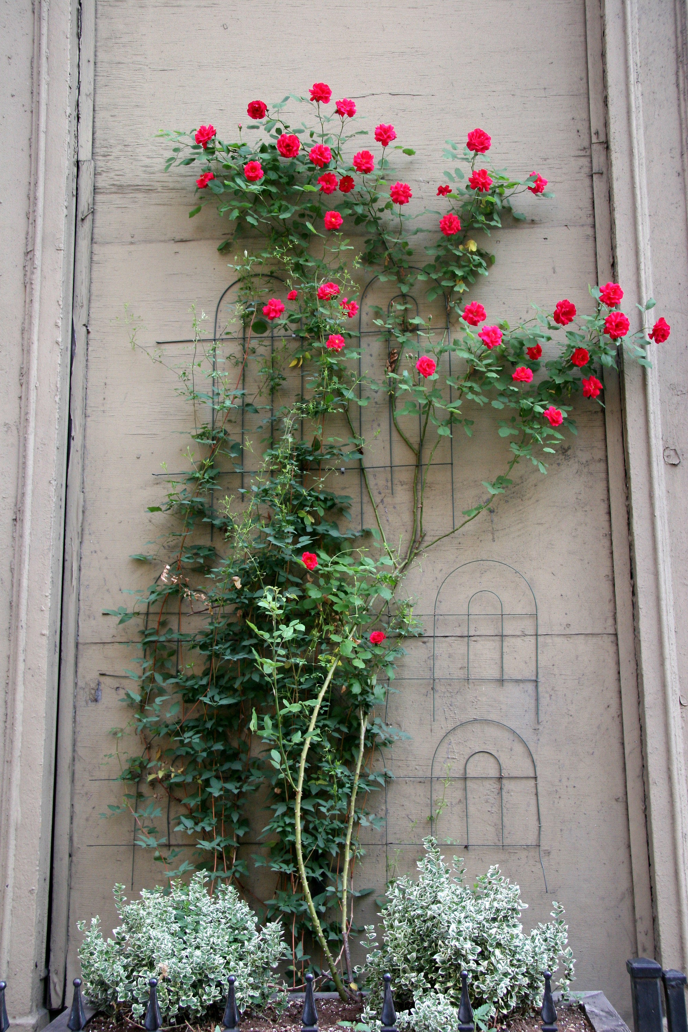 Sidewalk Garden - Roses
