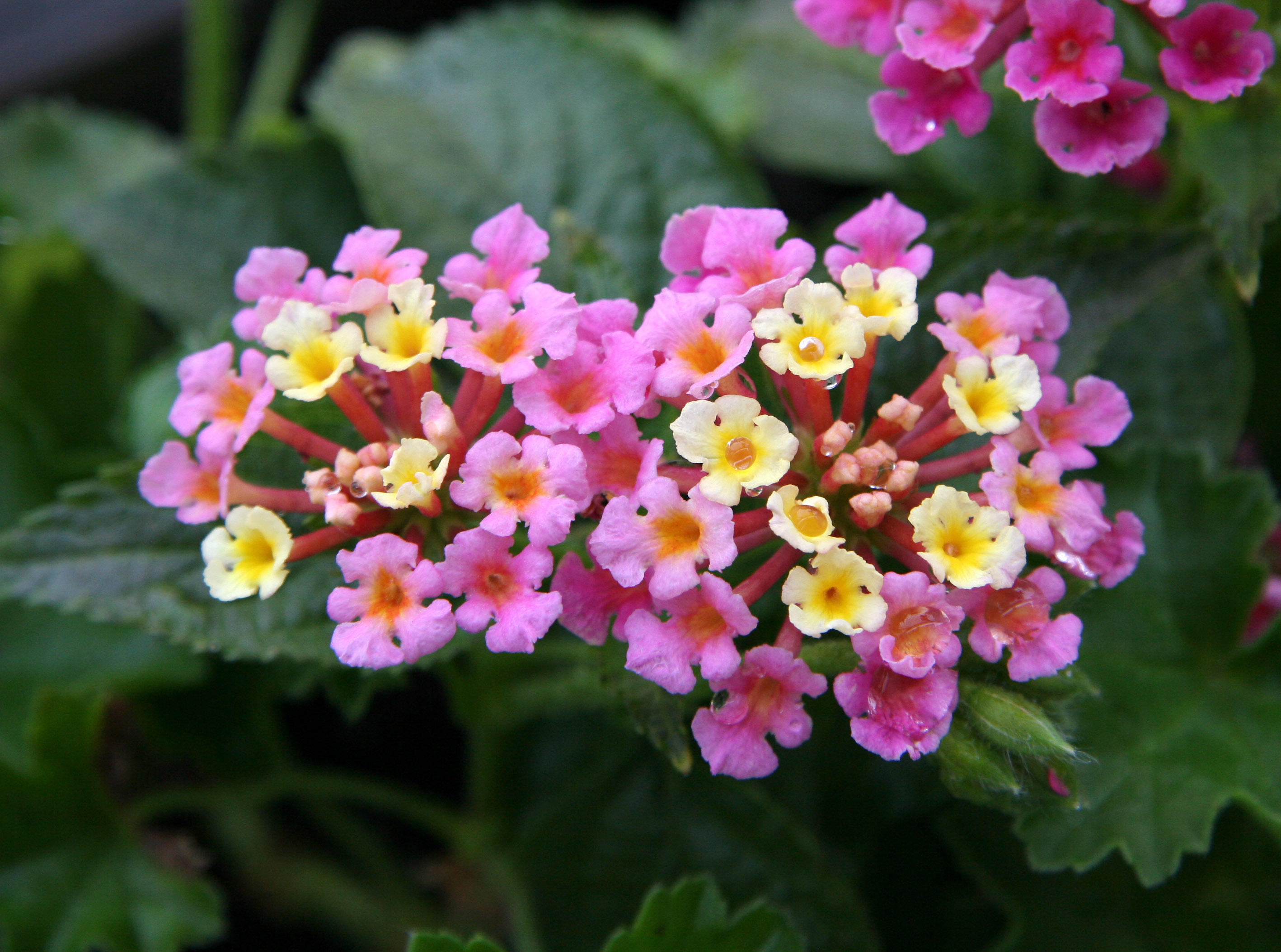 Lantana