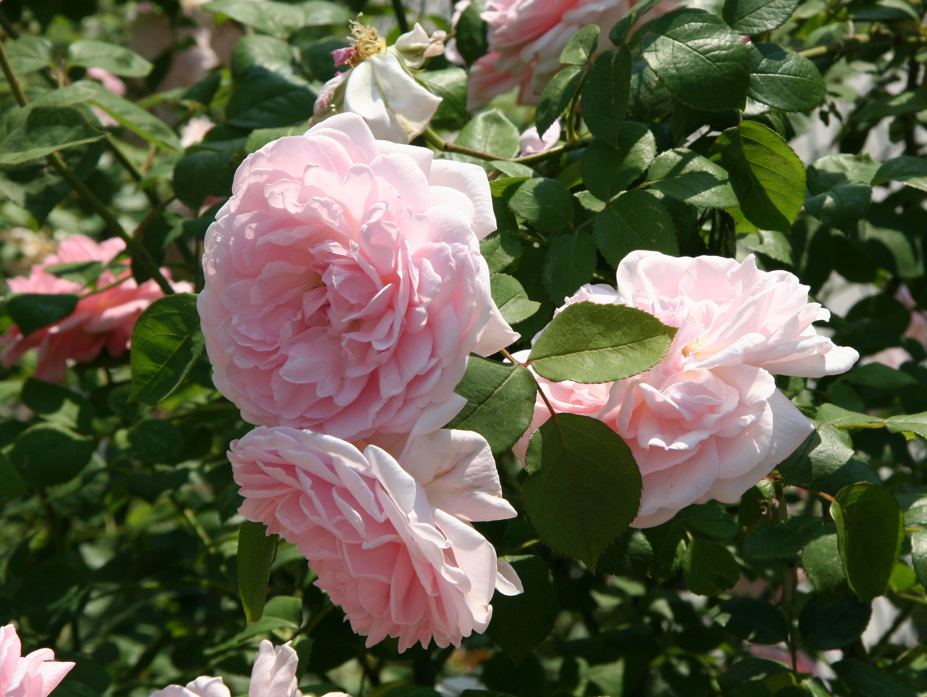 Eglantyne Roses