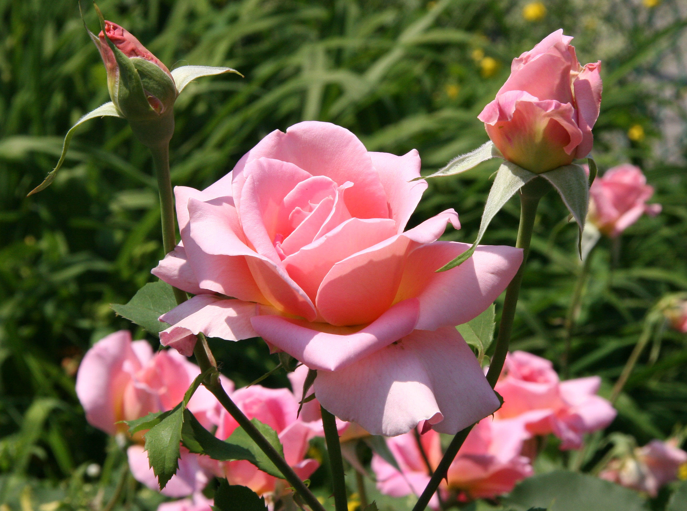 Pink Roses