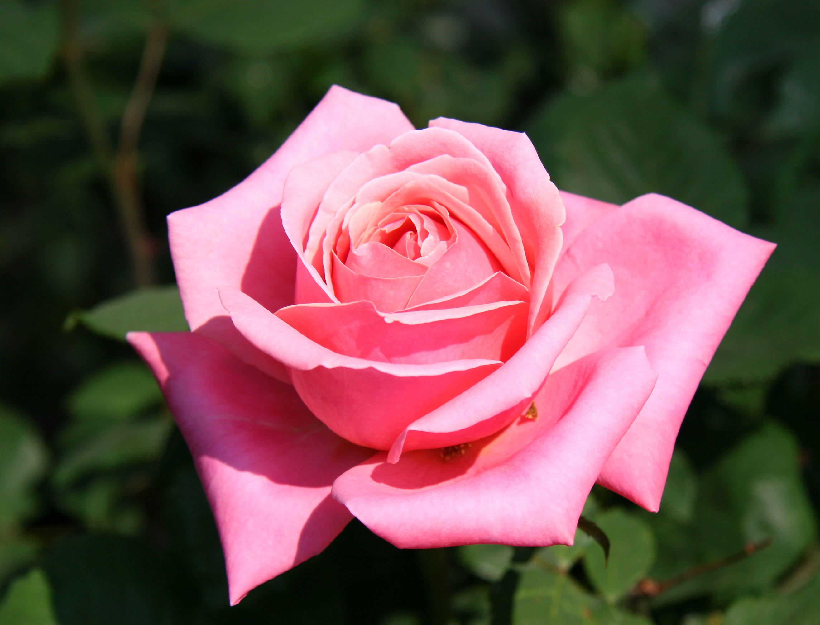 Fragrant Hour Rose