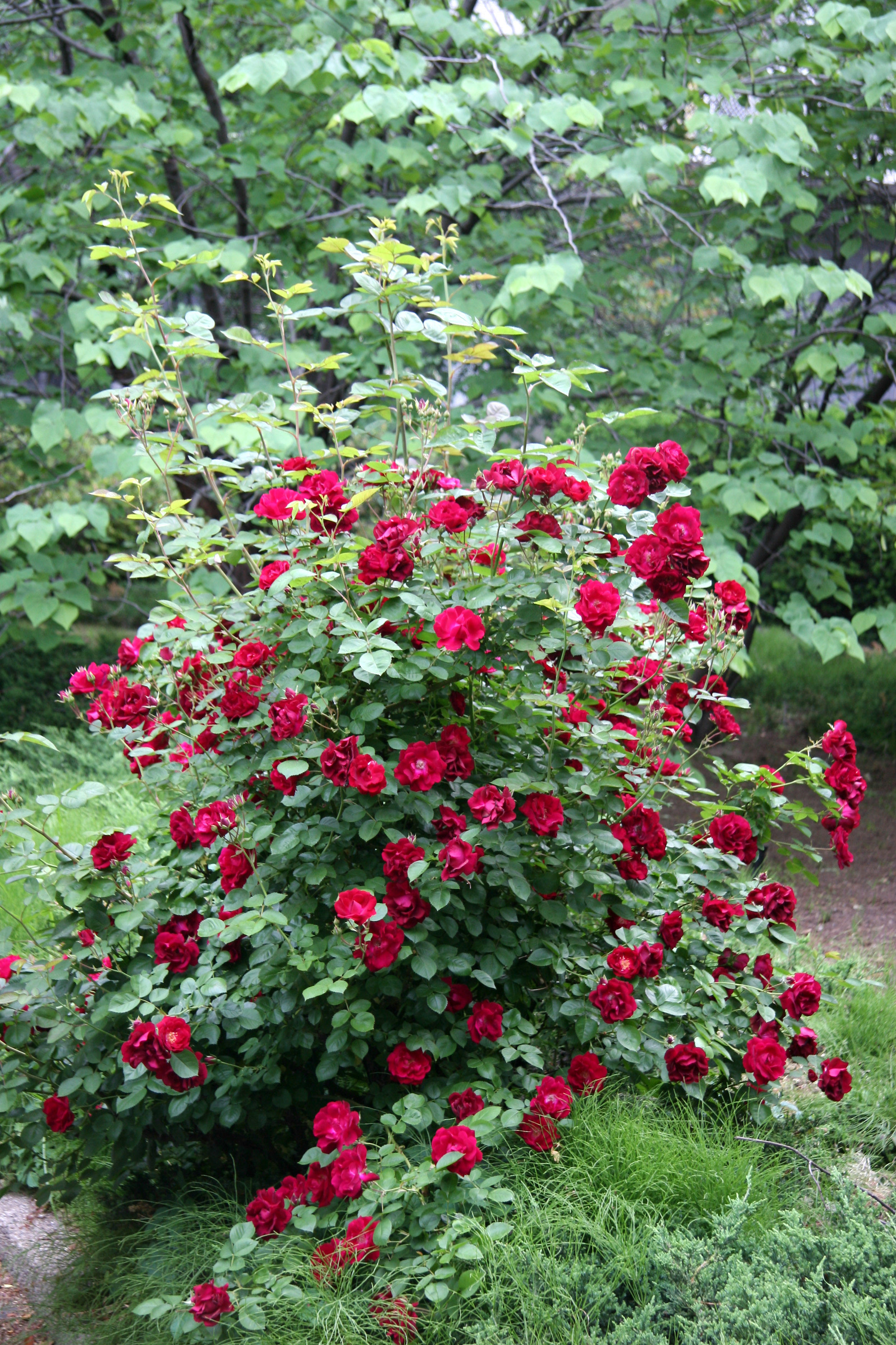 Red Rose Bush