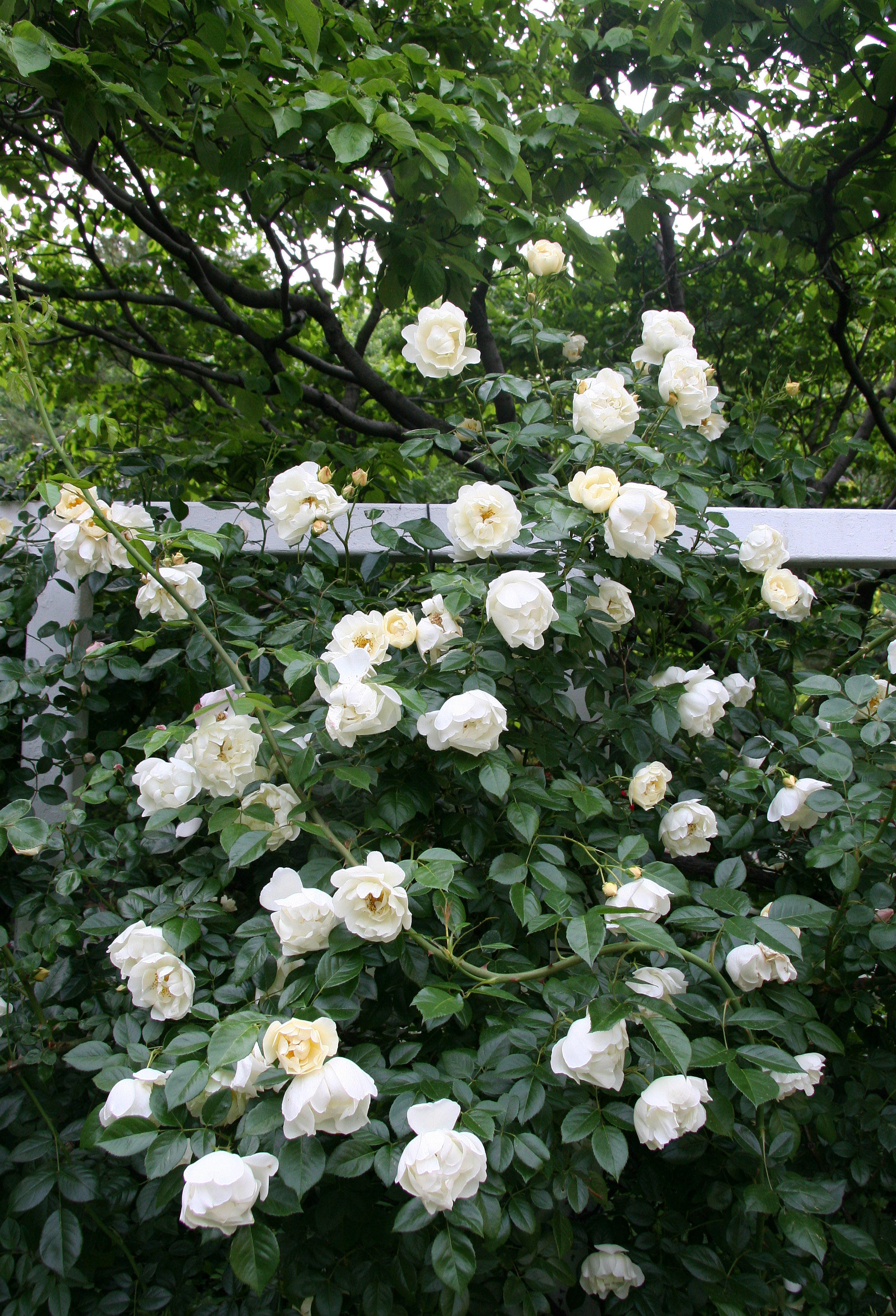 Trellis Roses