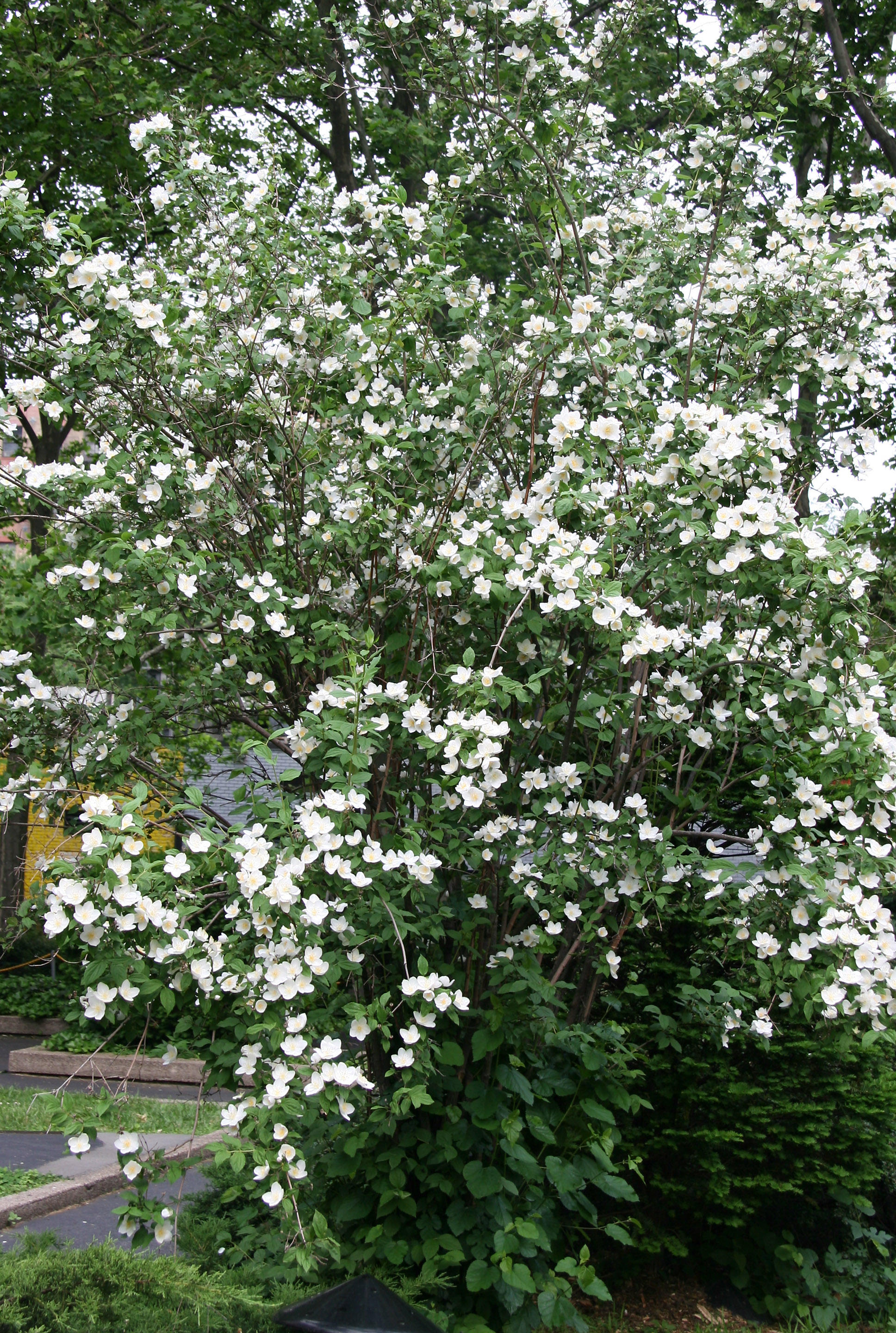 Mock Orange Bush in Bloom