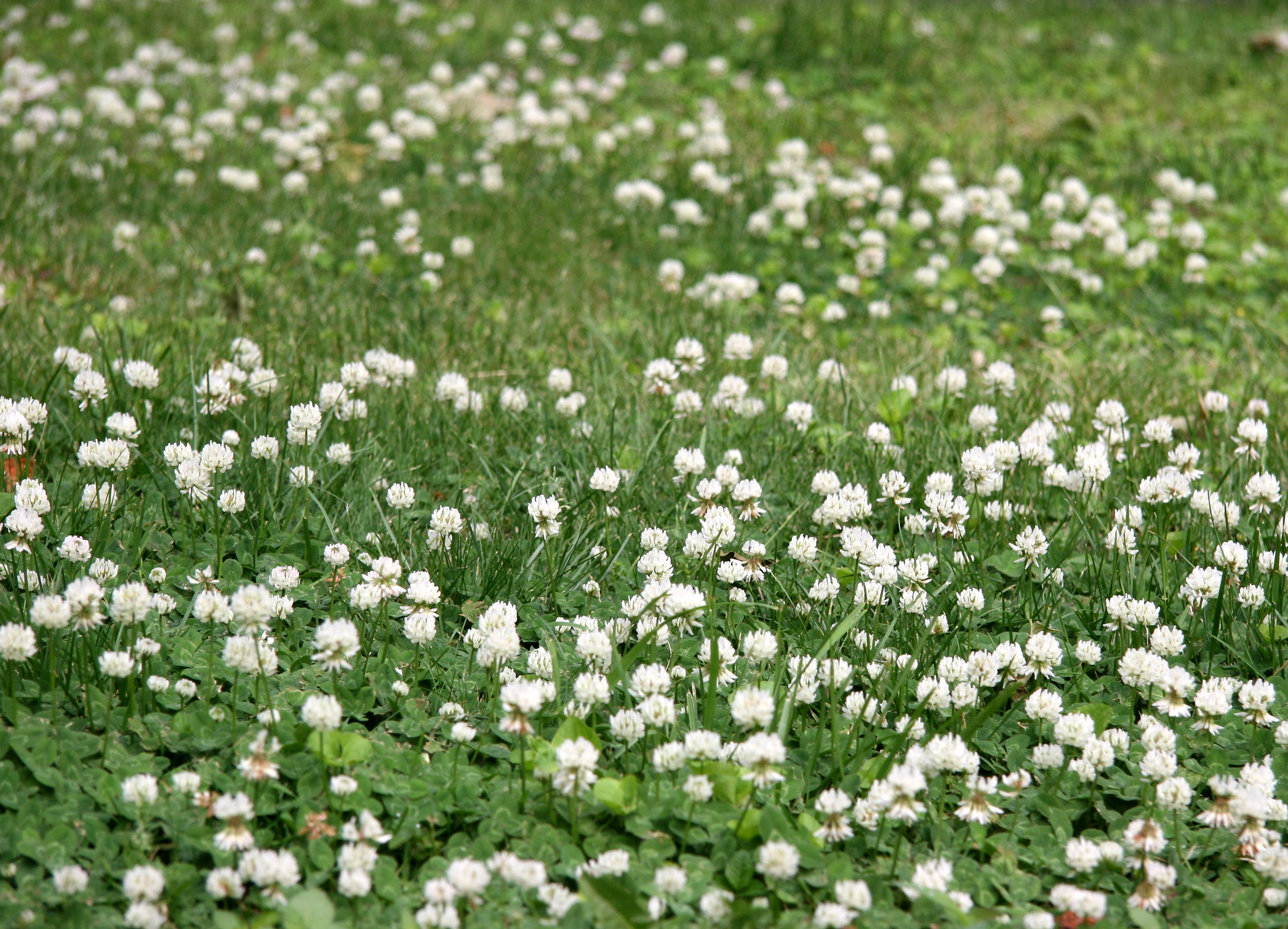 Clover Patch Flowers