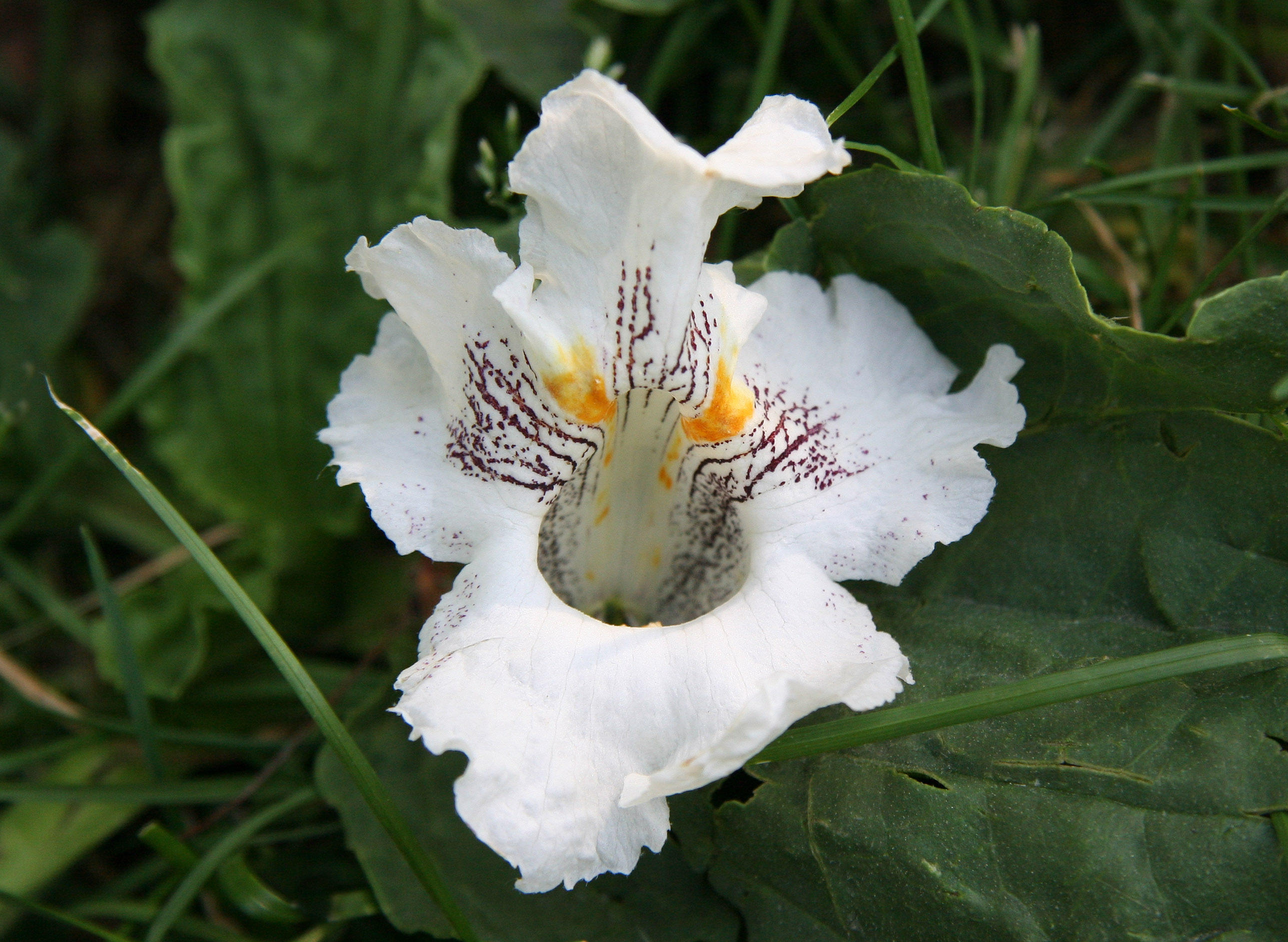 Catalpa Tree Blossom