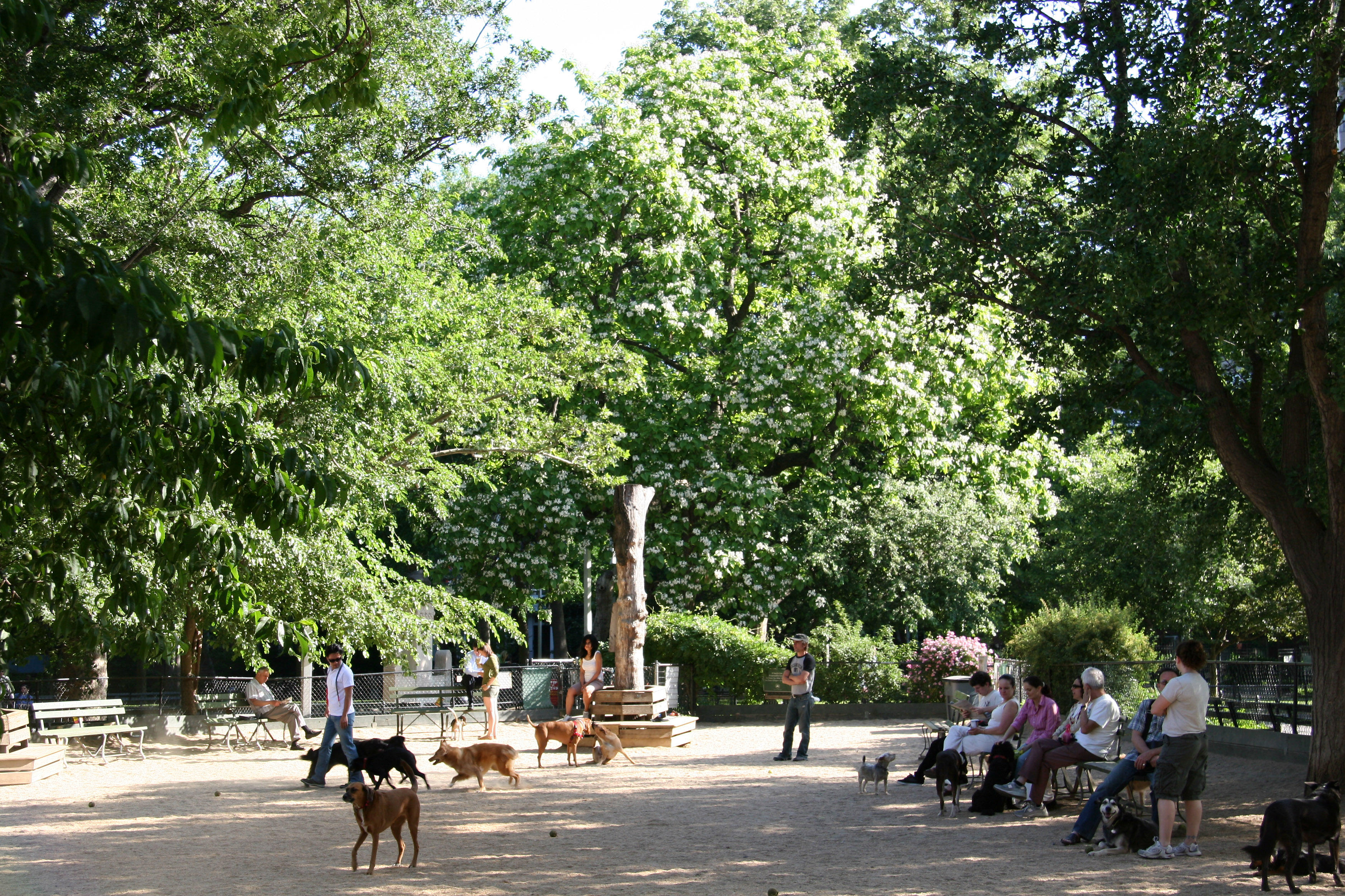 Dog Run with Catalpa Tree in Bloom