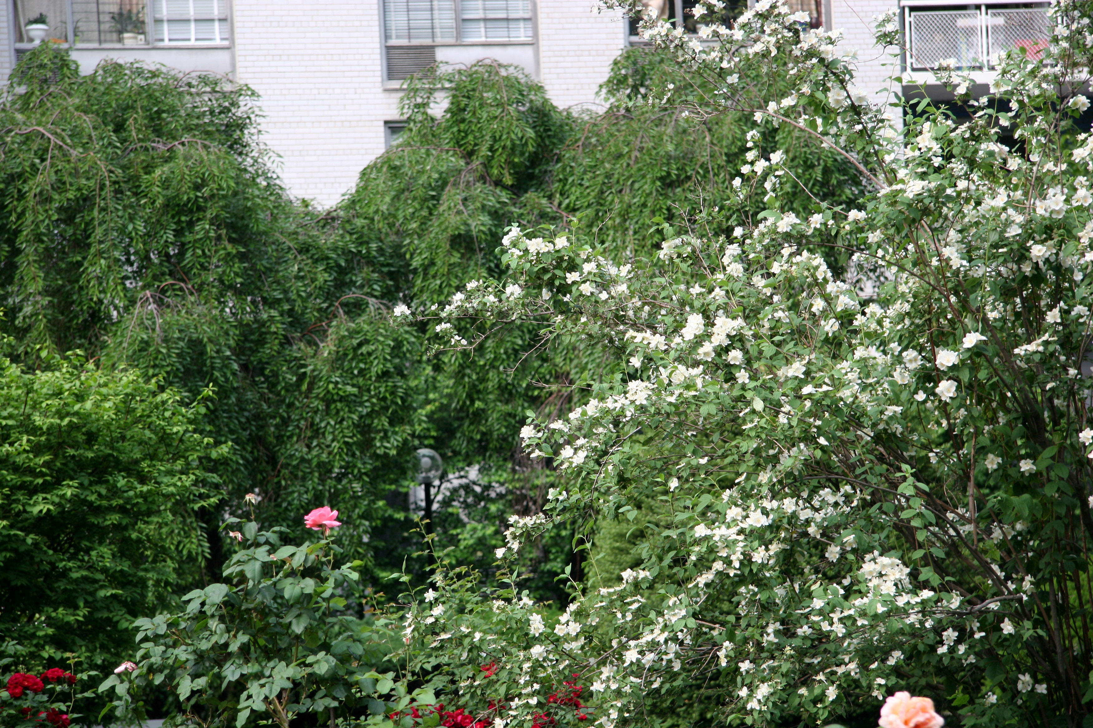 Garden View - Mock Orange Bush & Roses