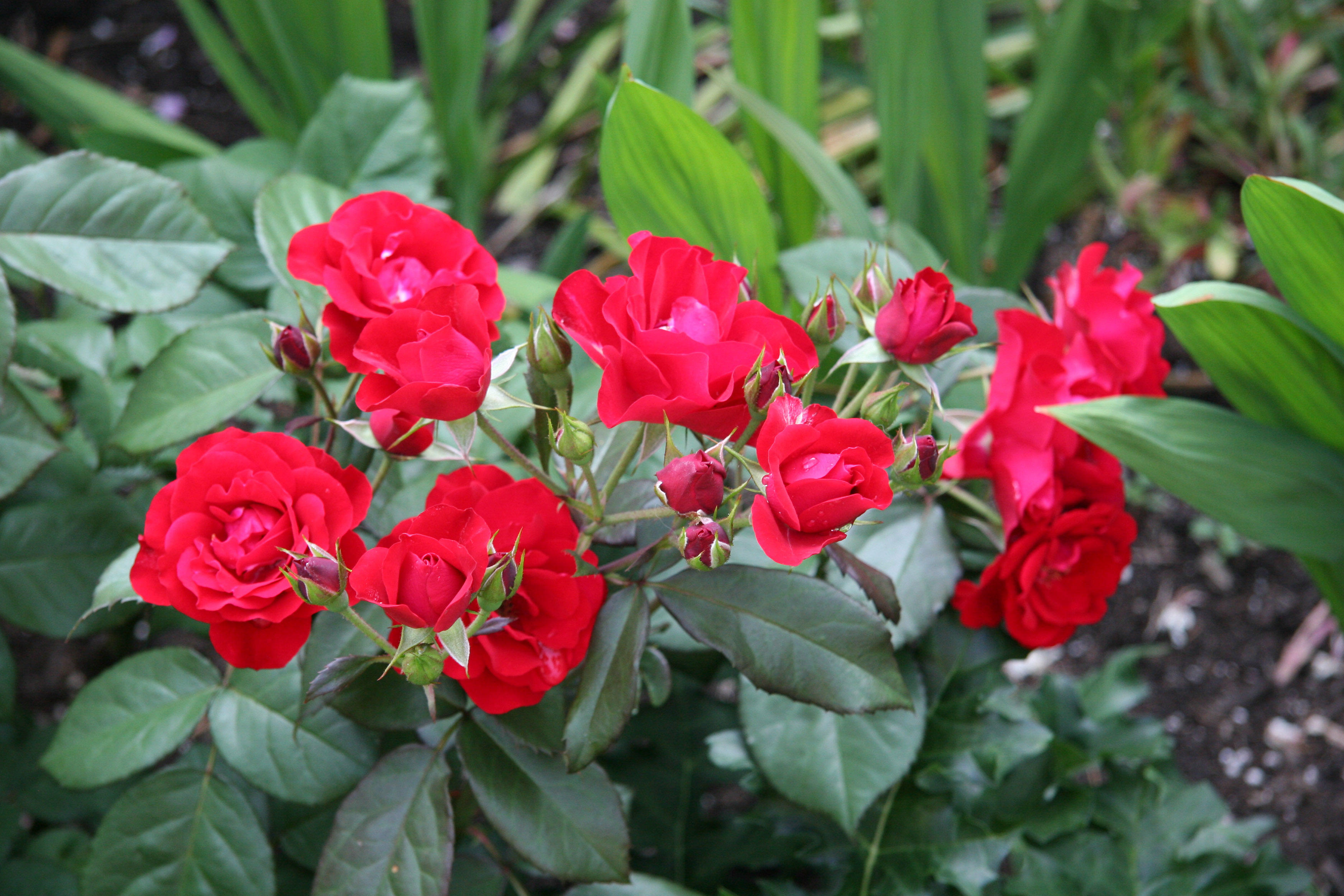 Europeana Roses