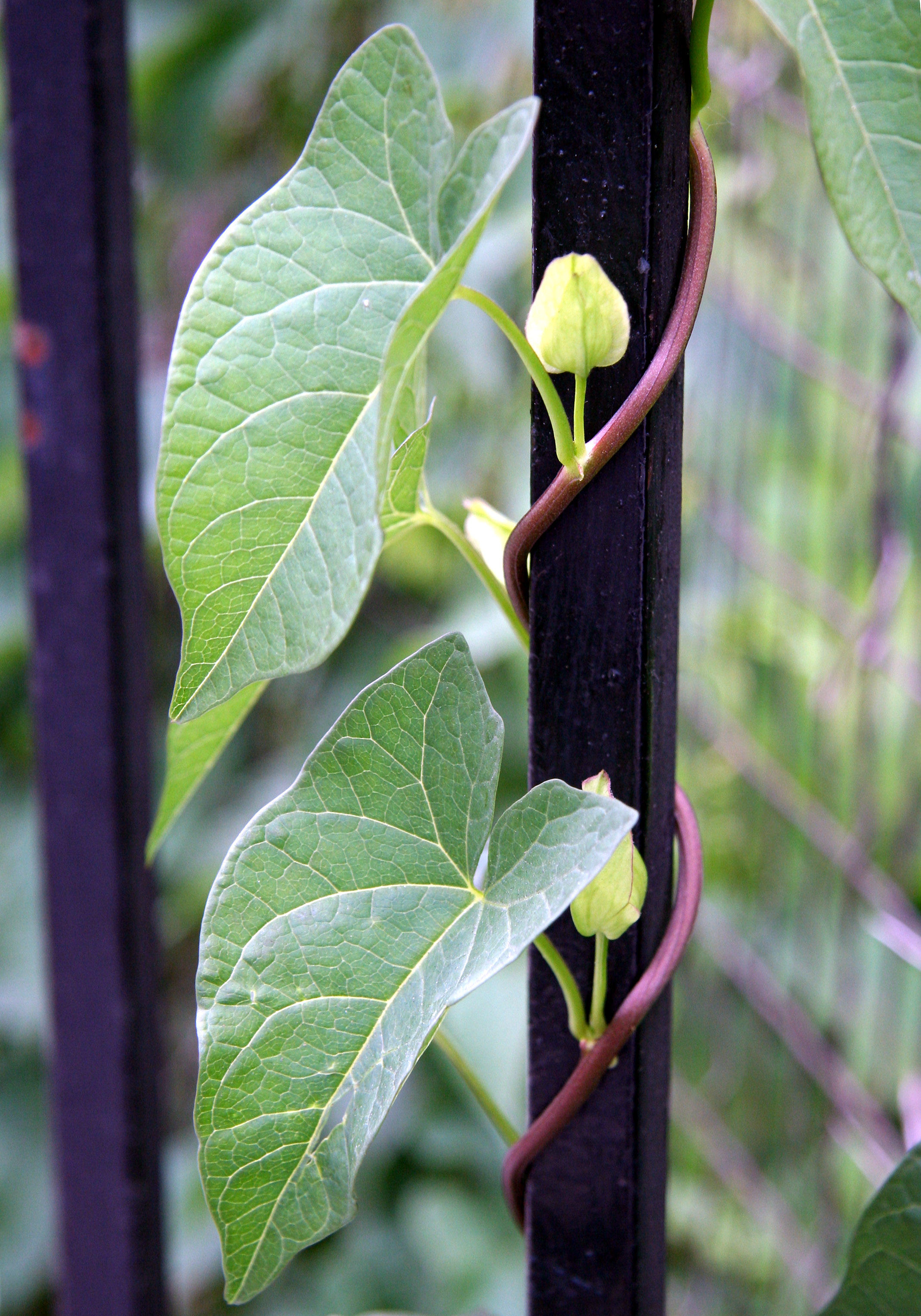 Morning Glory Flower Bud