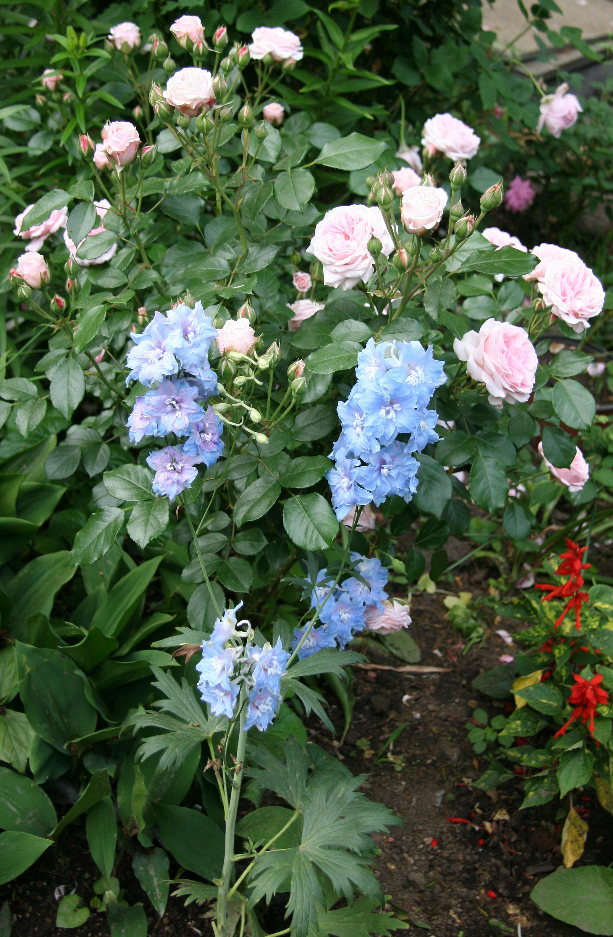 Delphinium & Roses