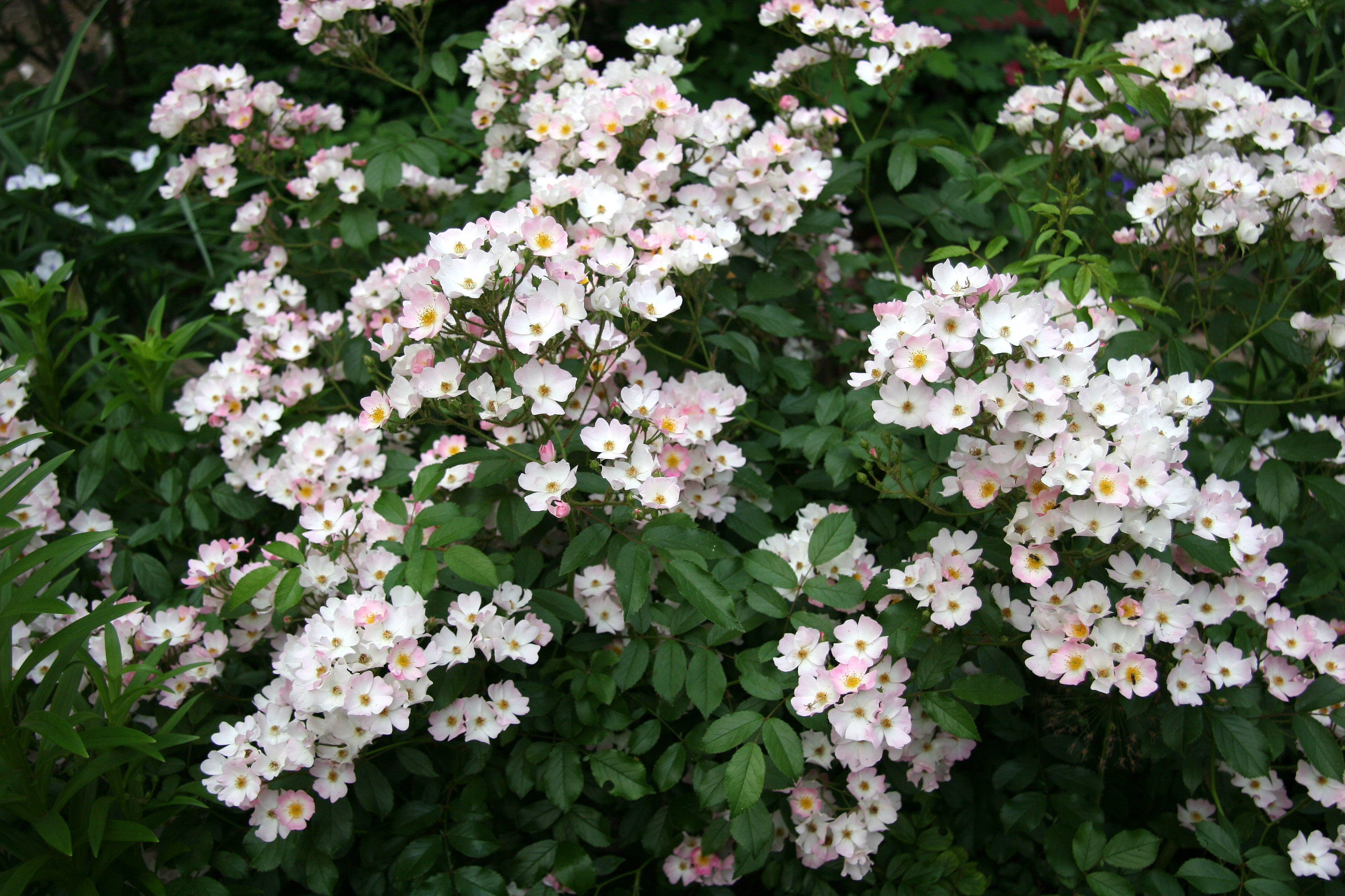 Ballerina Roses