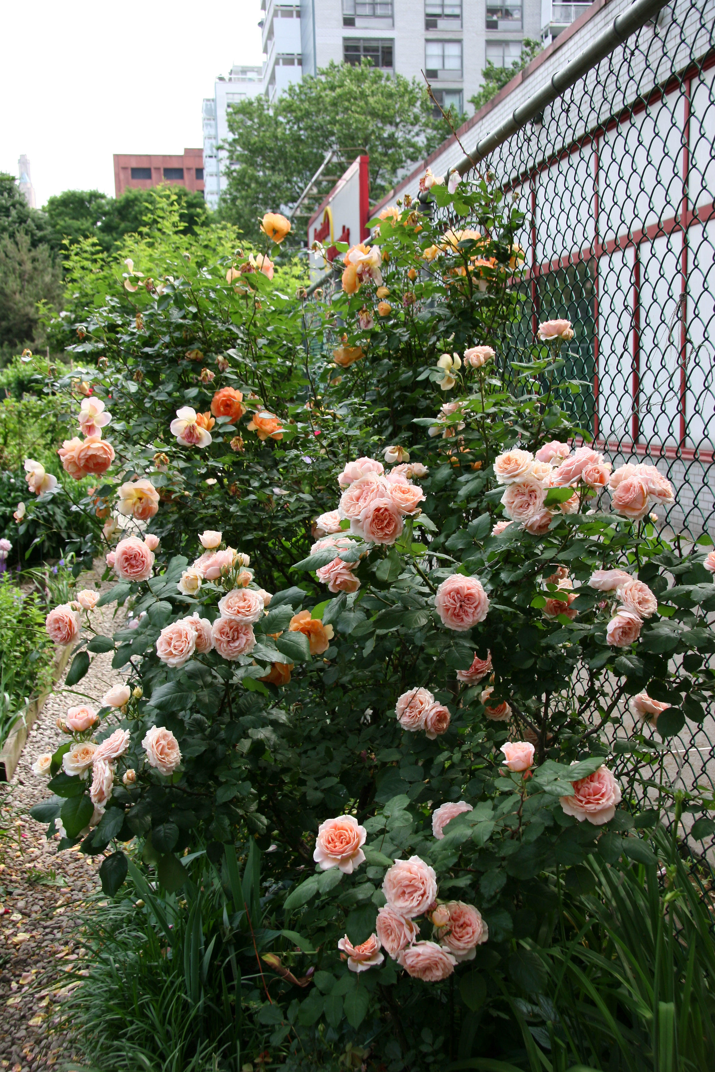 Paul Bocuse & Pat Austin Rose Bushes