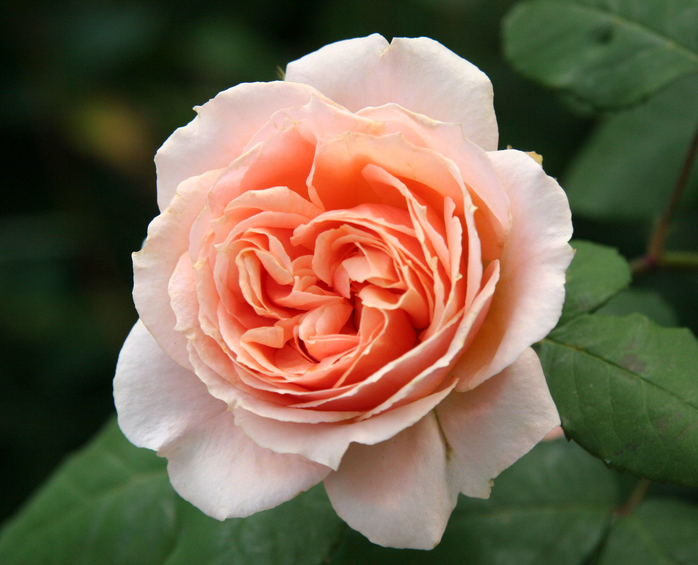 Paul Bocuse Rose