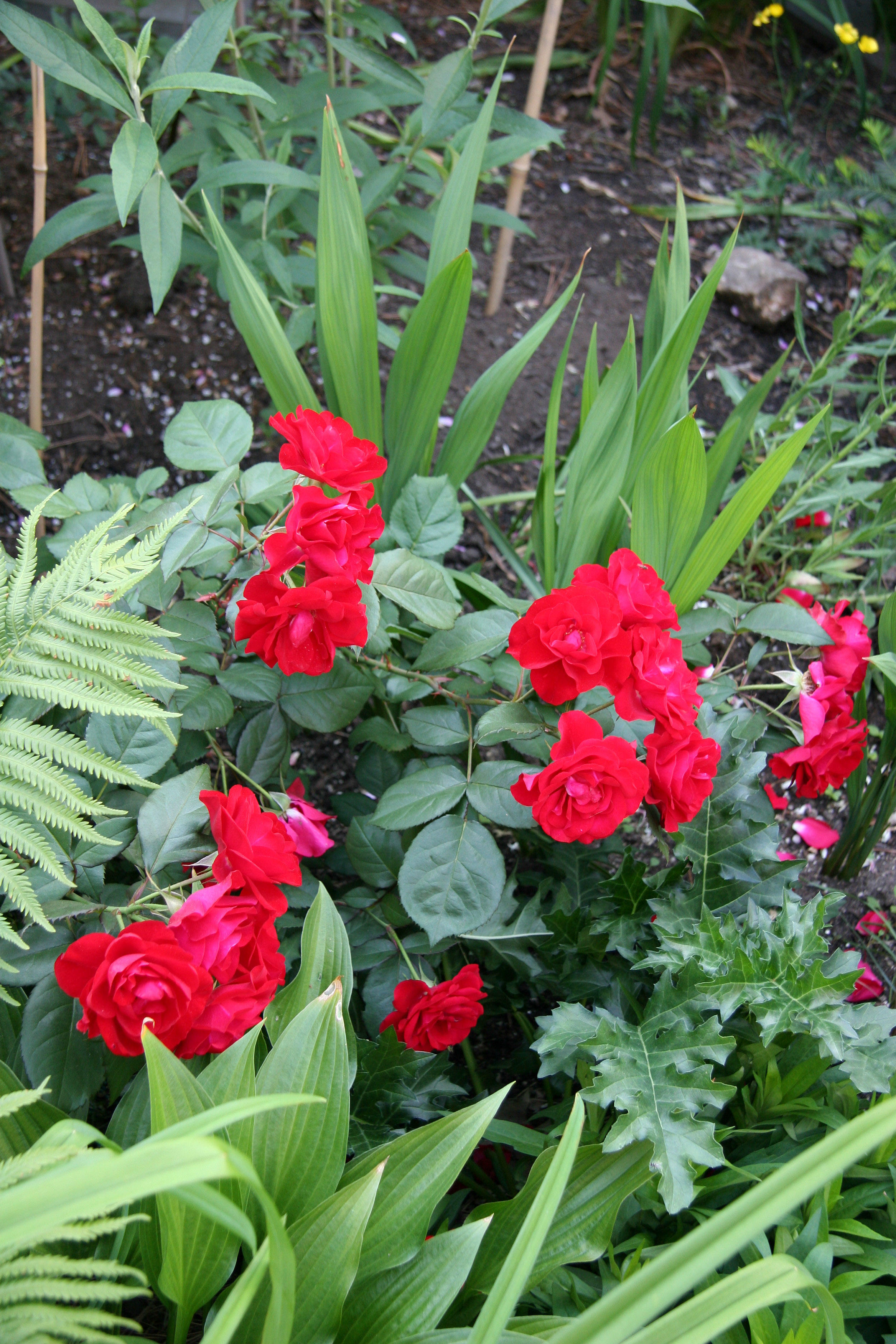 Europeana Roses
