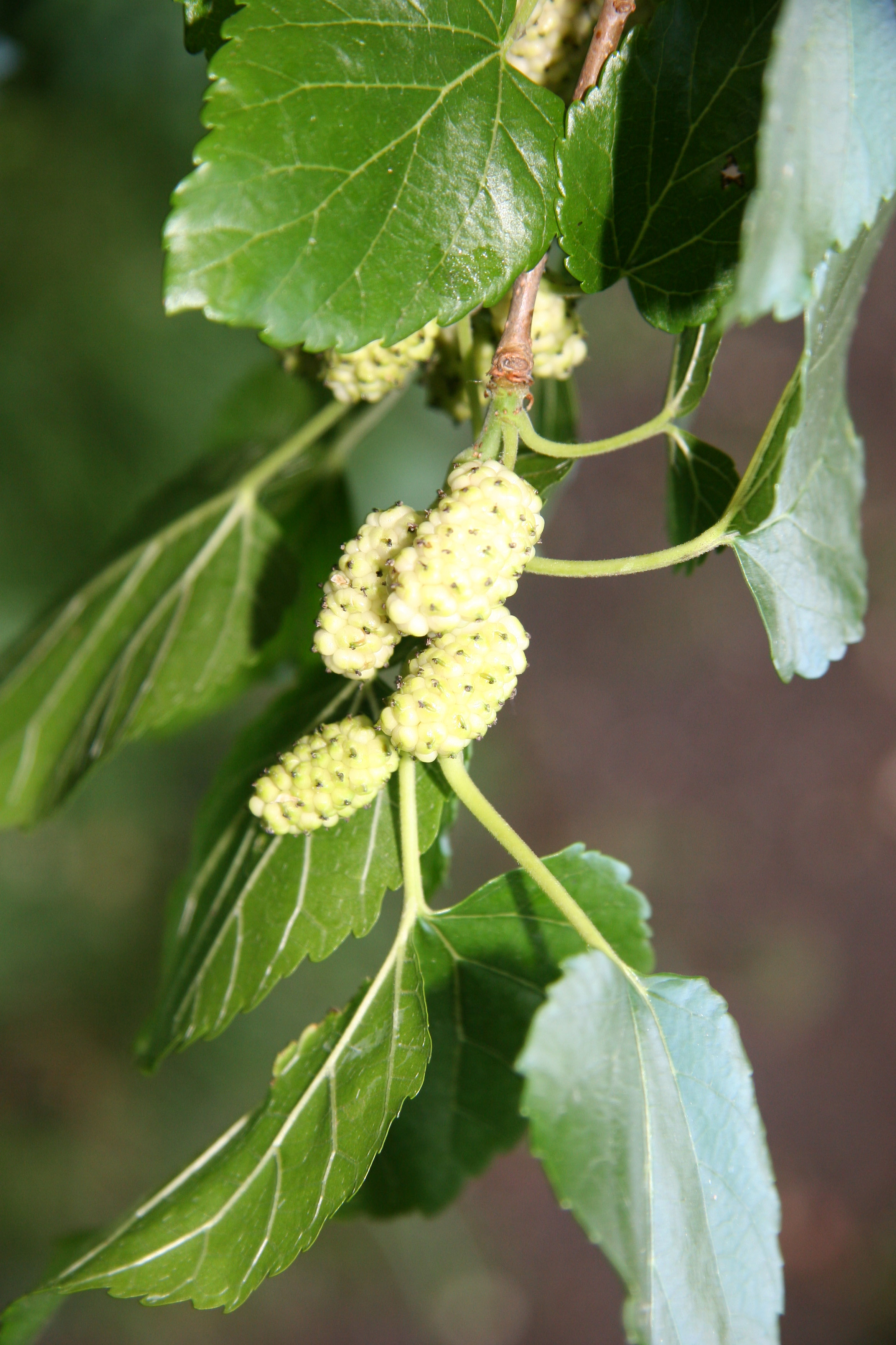 Mulberry Fruit