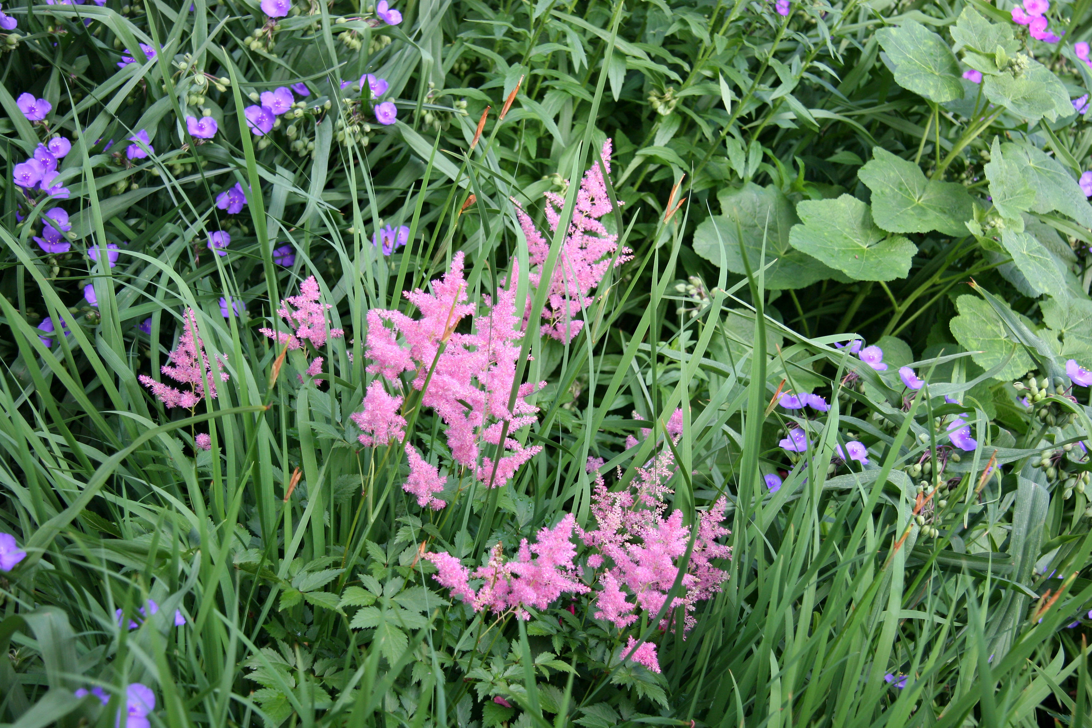 Pink Astilbe