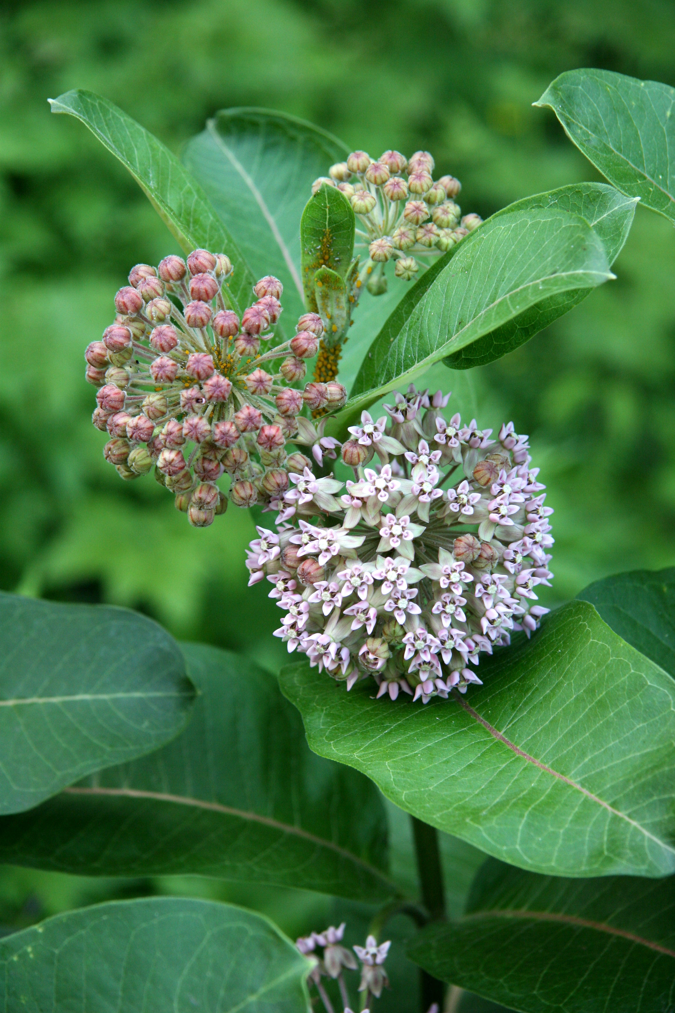 Aesclepias