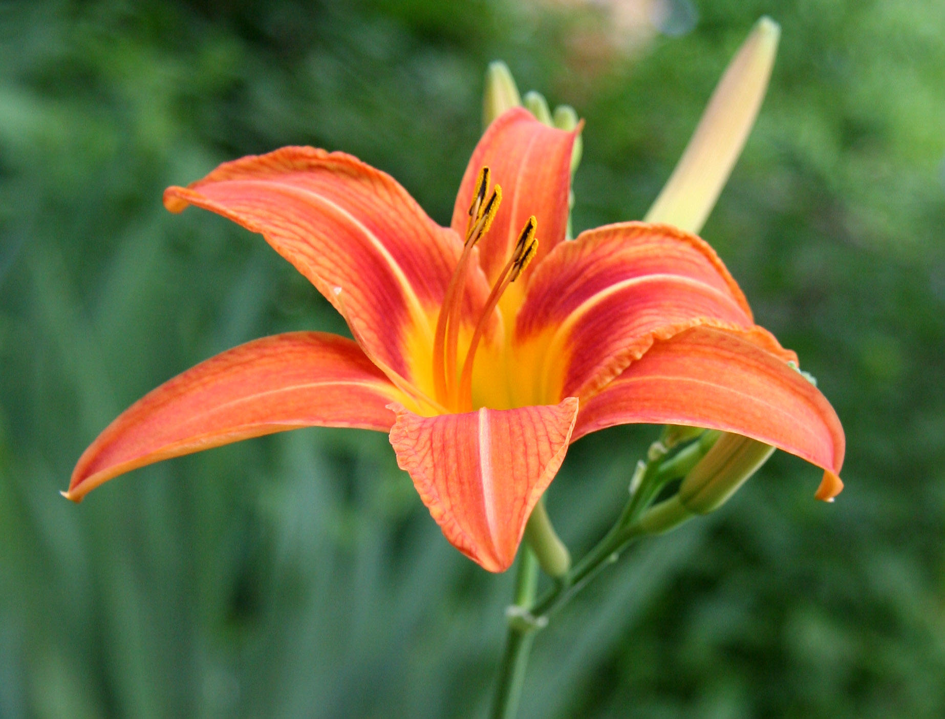 Day Lily