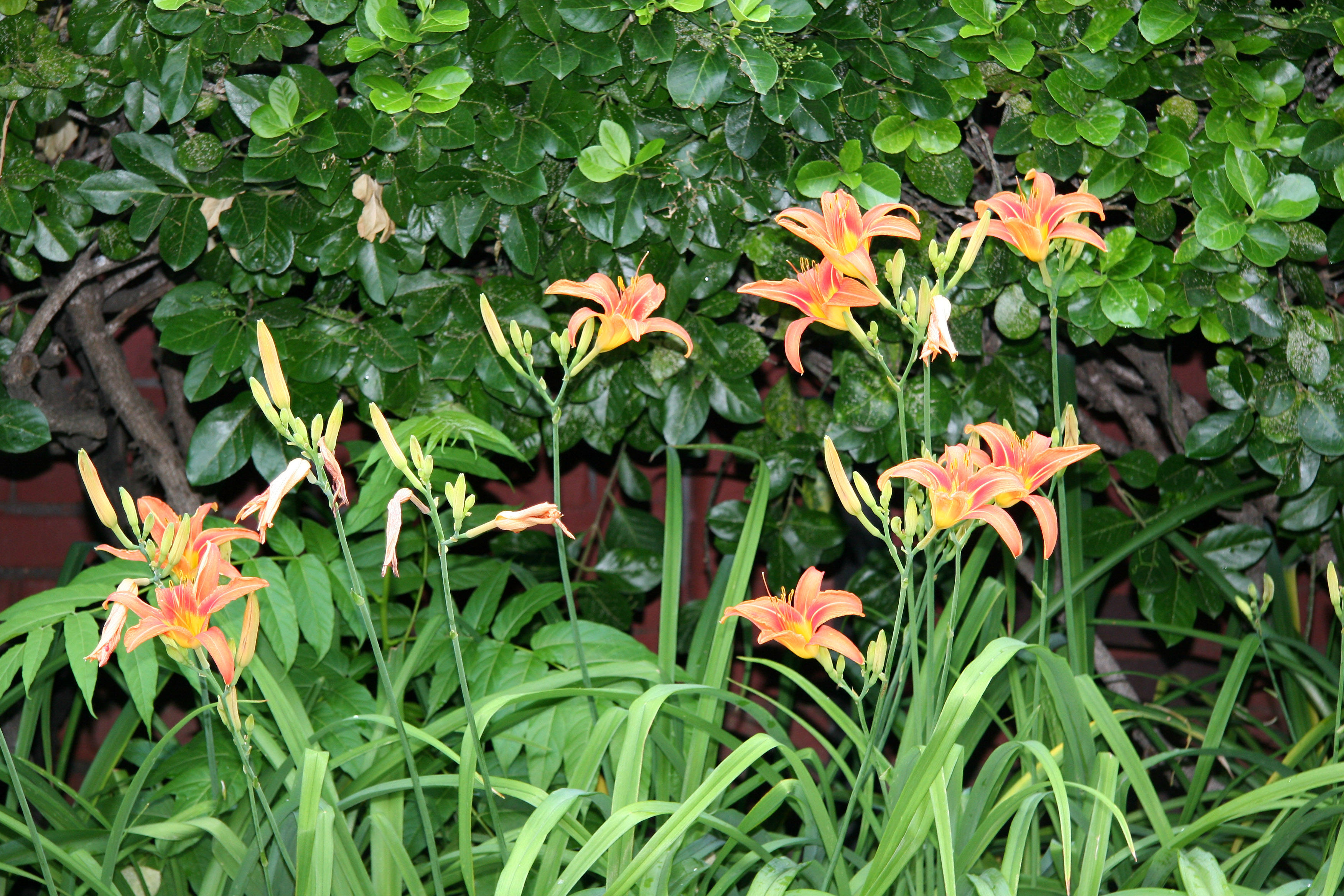 Day Lilies