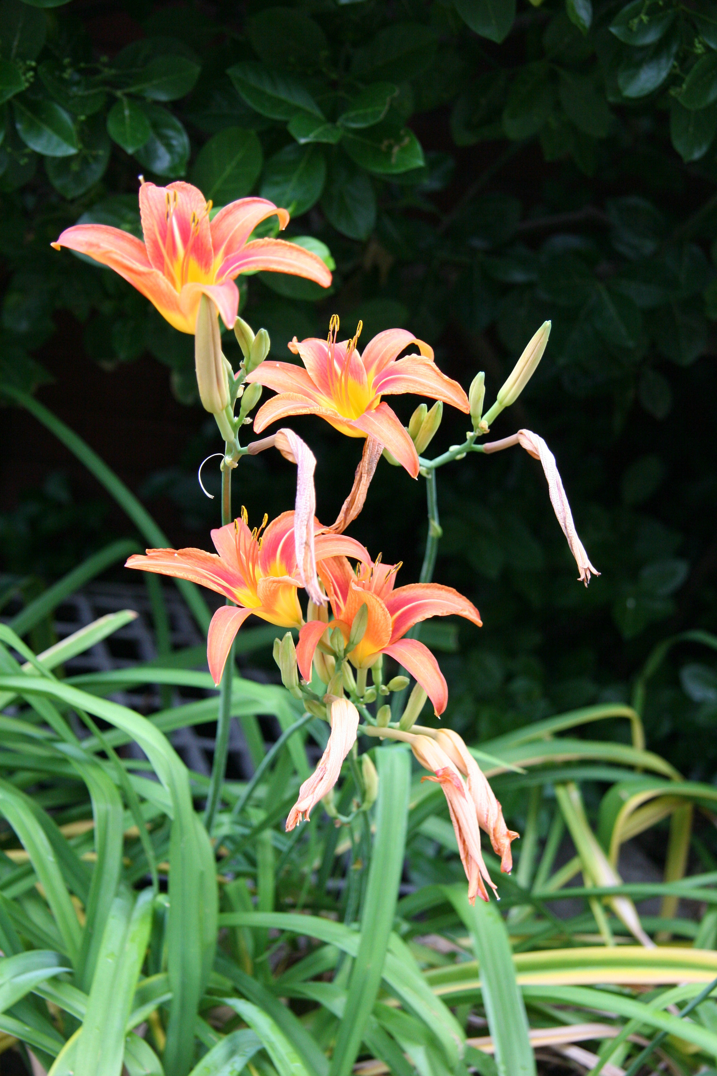 Day Lilies