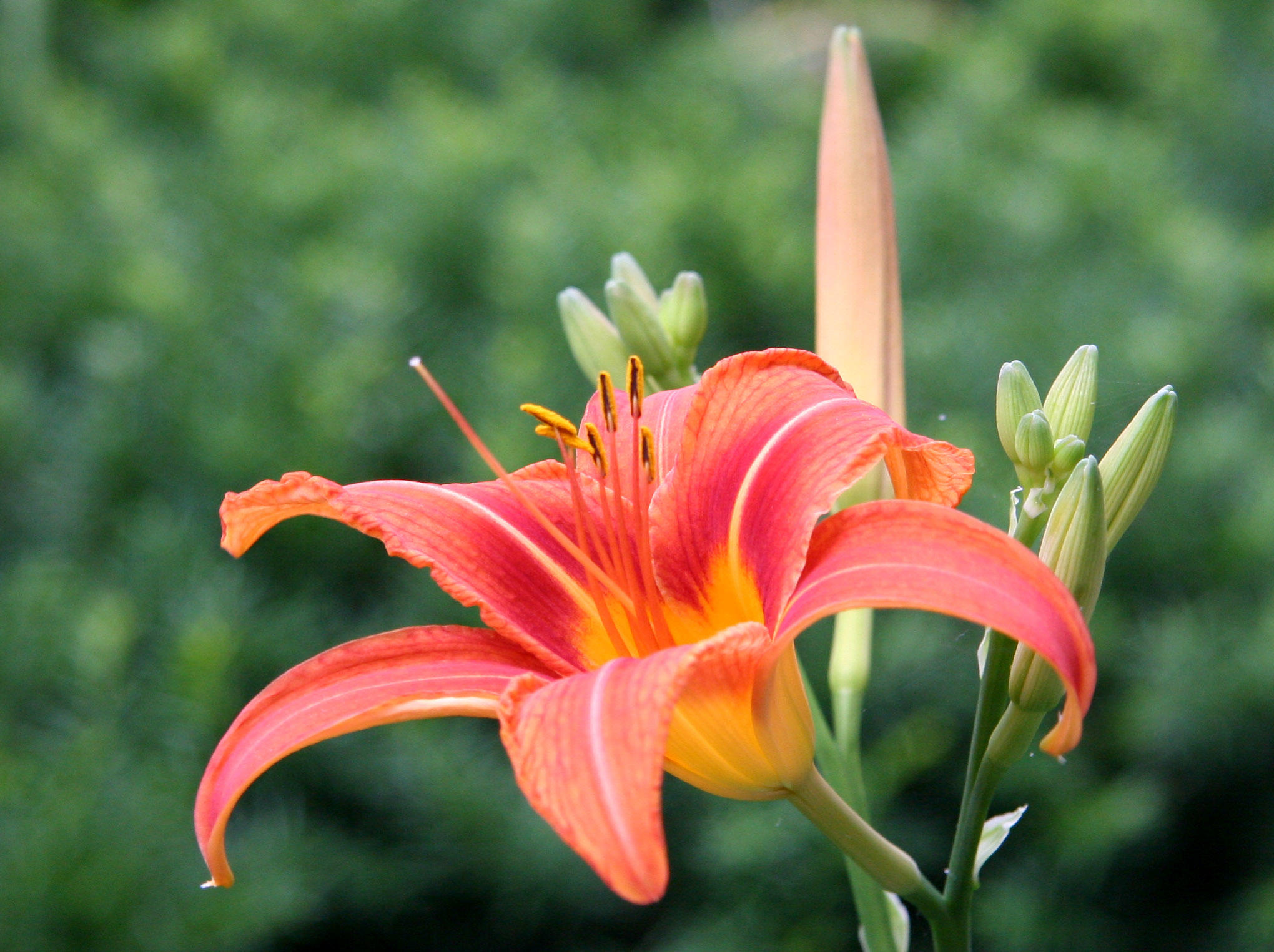 Day Lily