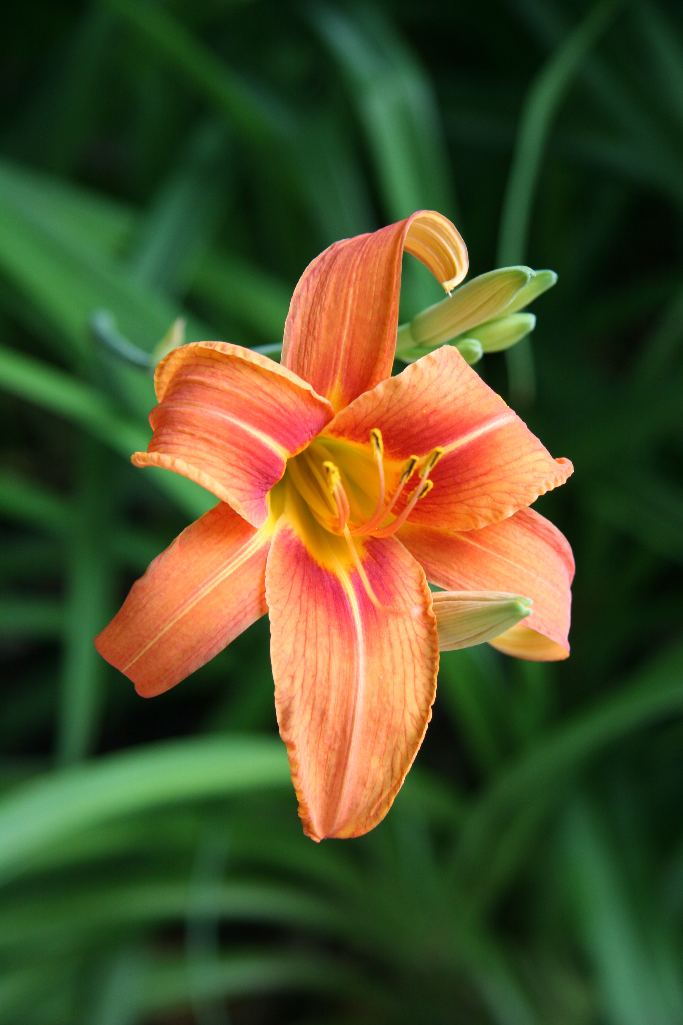 Day Lily
