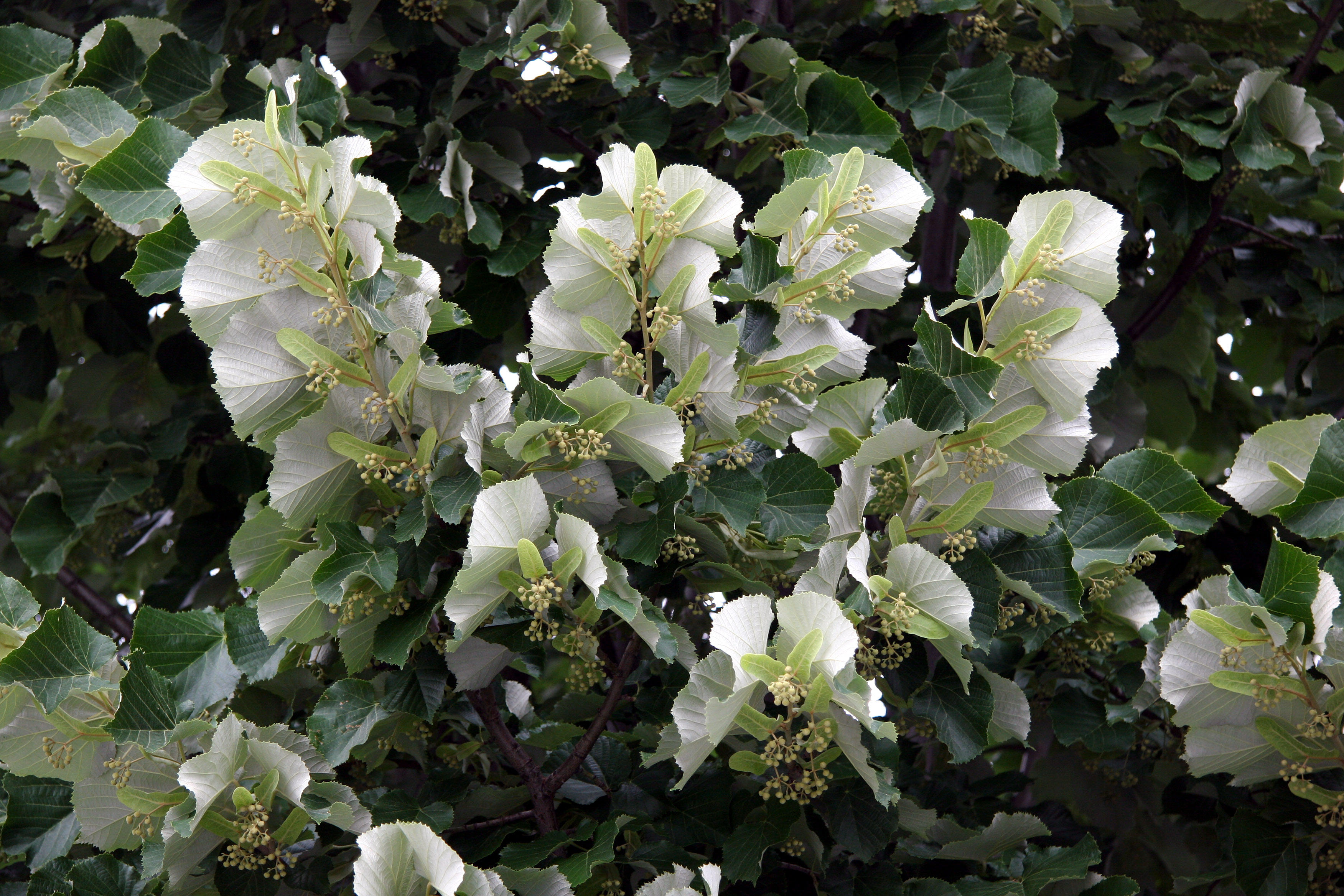 Linden Tree Foliage