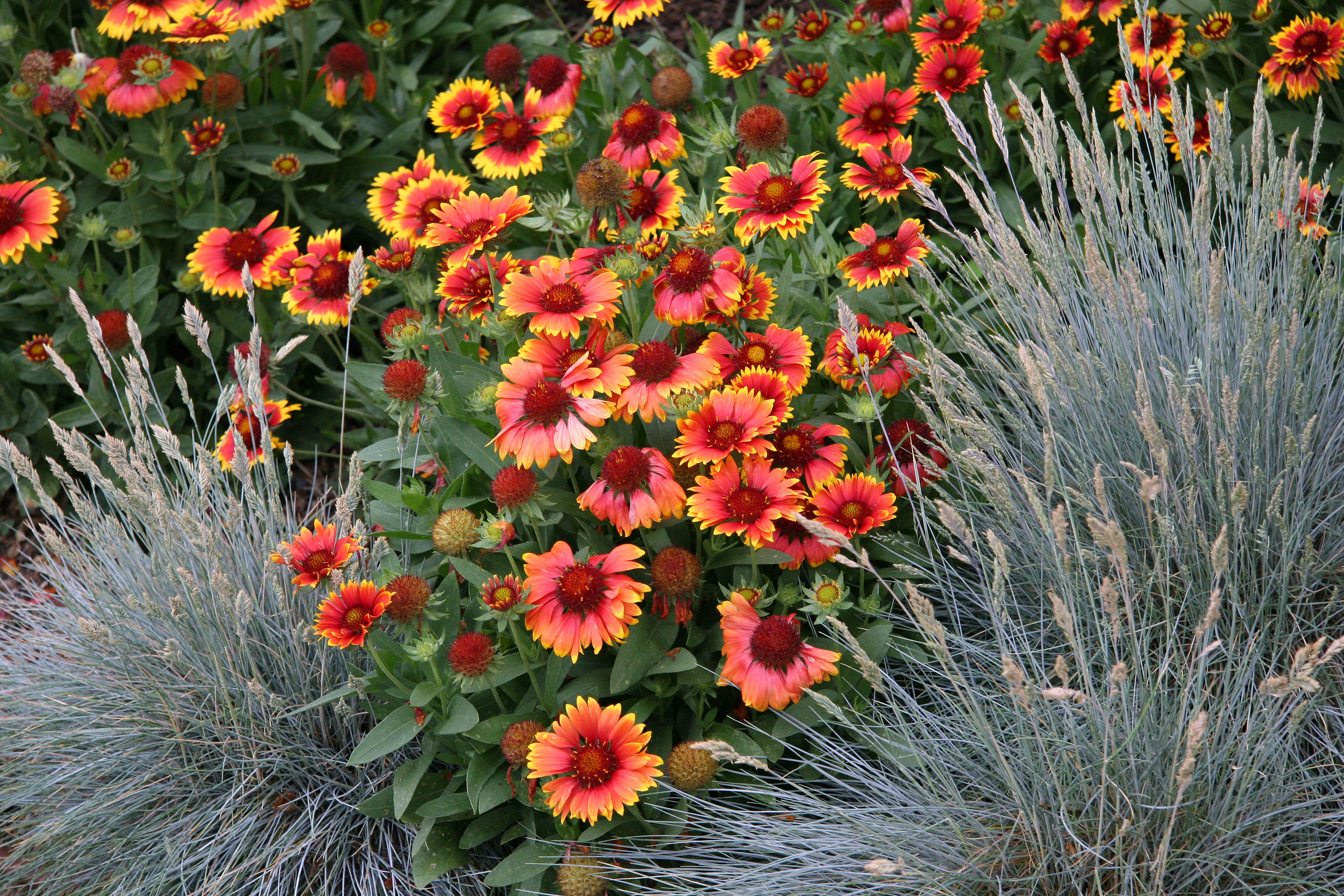 Gaillardia & Lavender