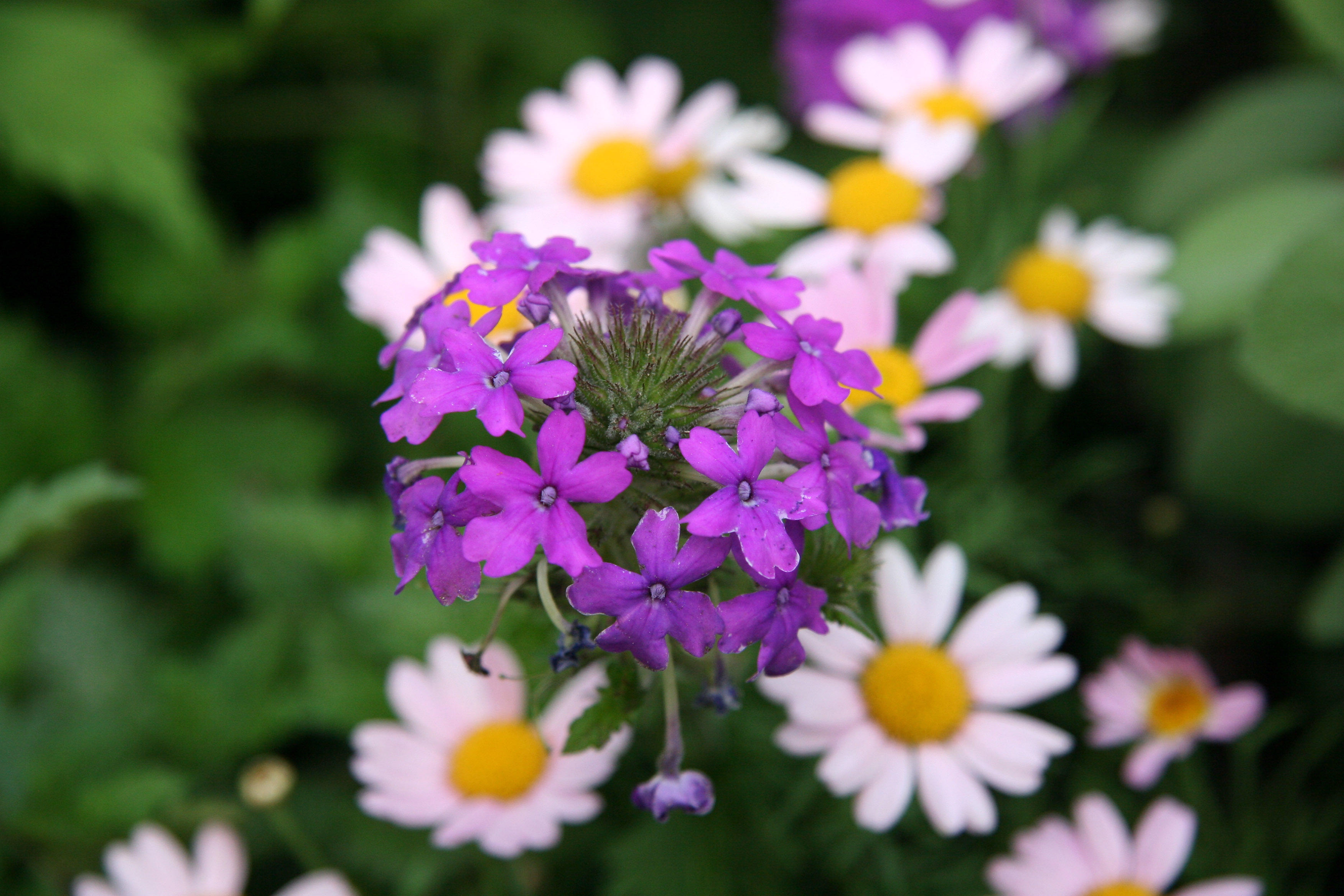 Verbena & Daisies