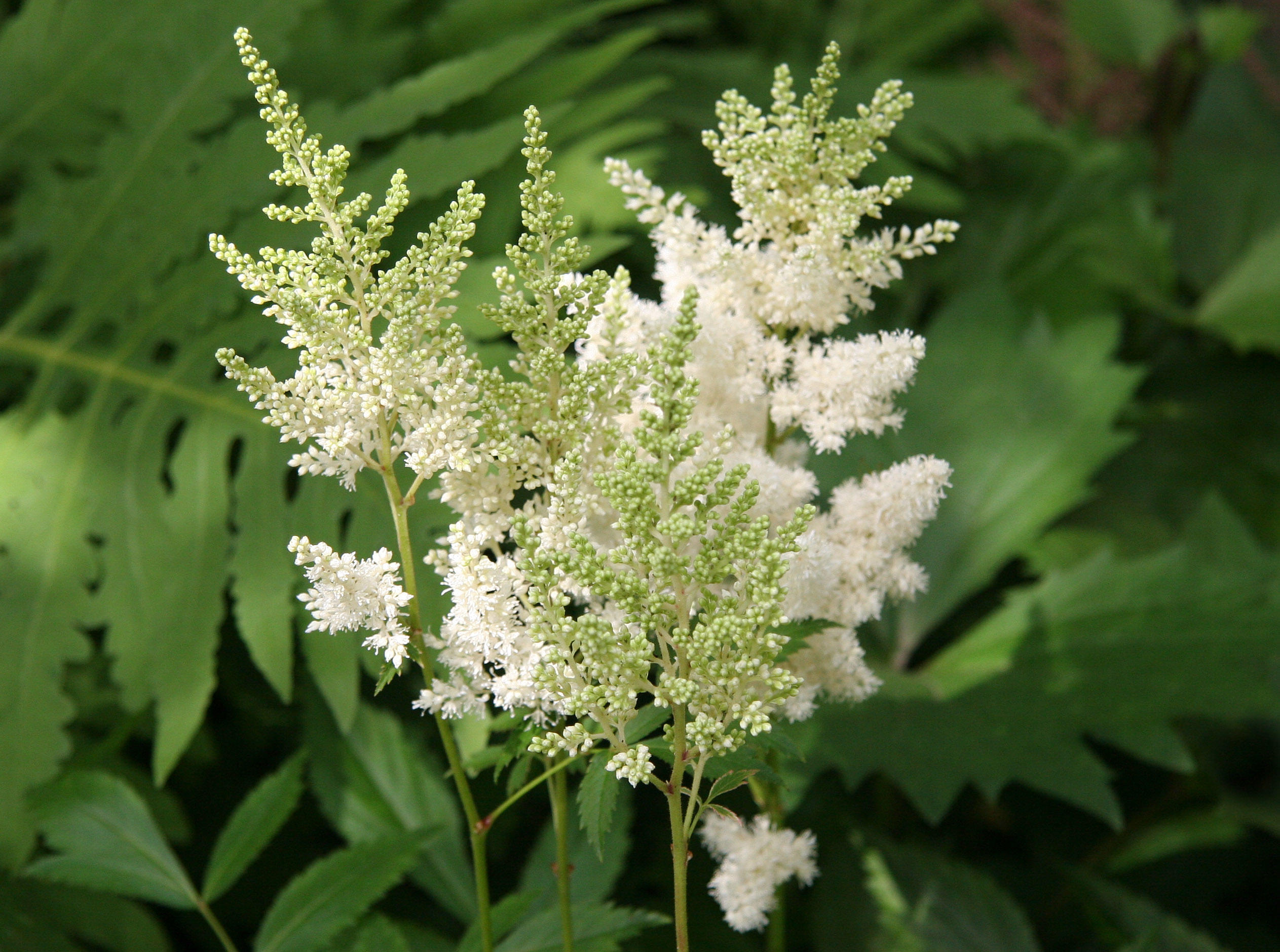 White Astilbe