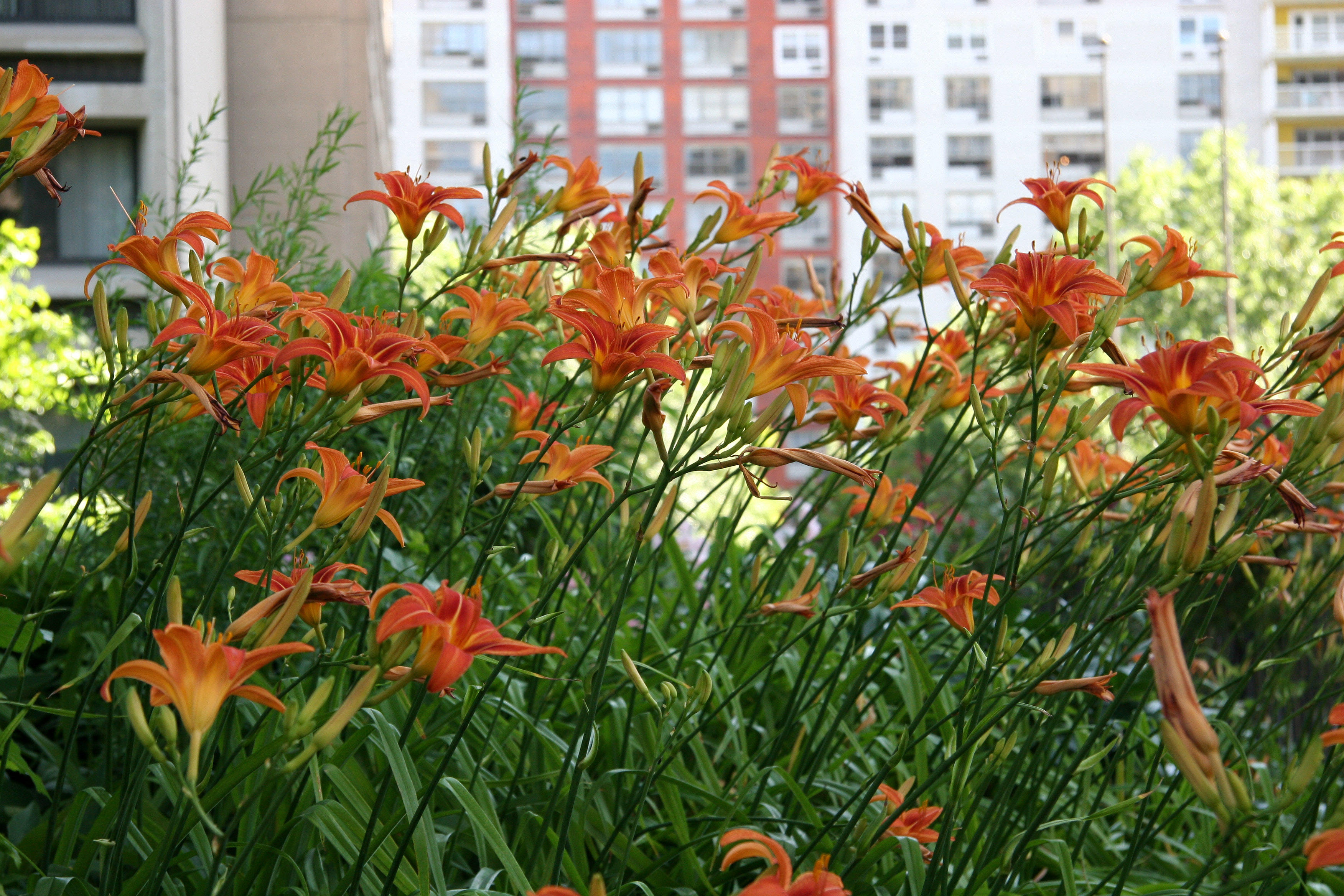 Day Lilies