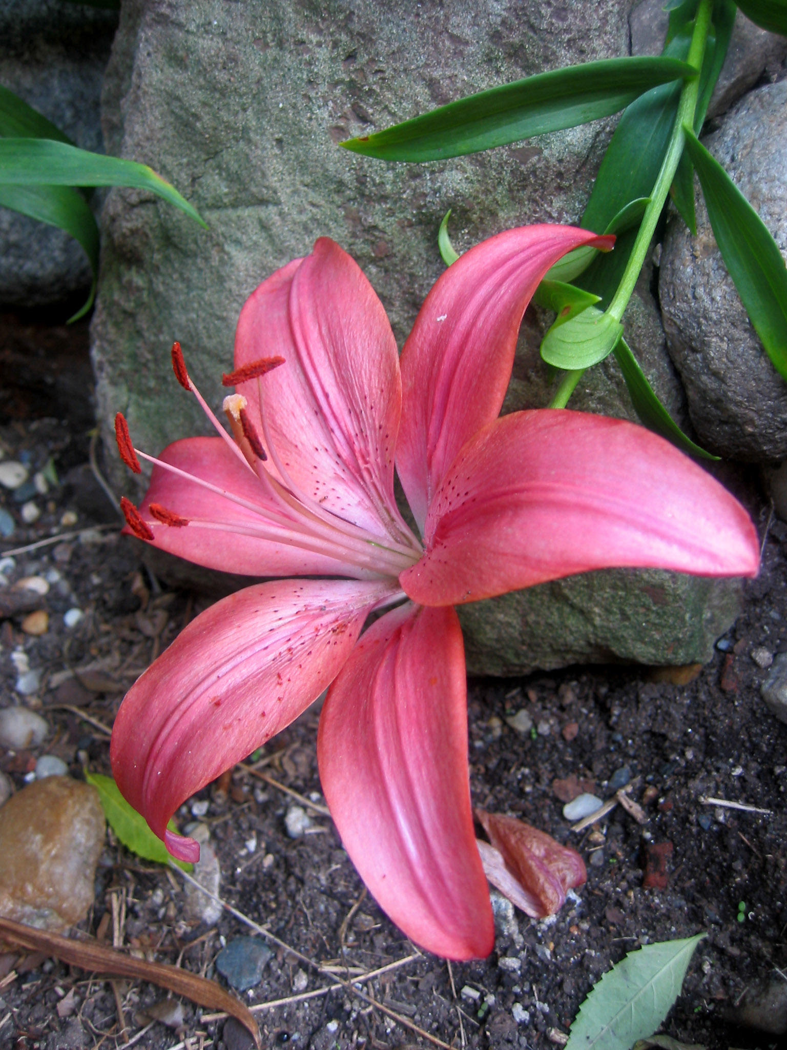 Grounded Lily